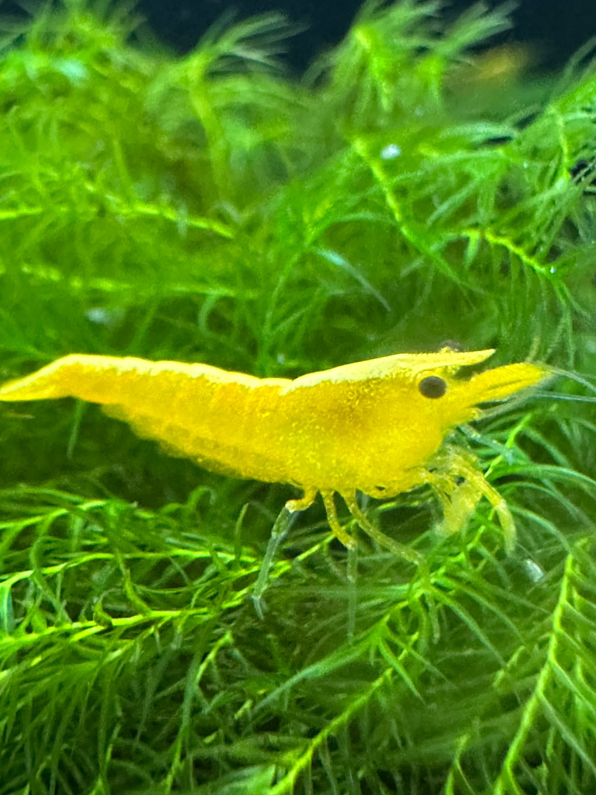 Yellow fire, TunaShrimp paylaşımı