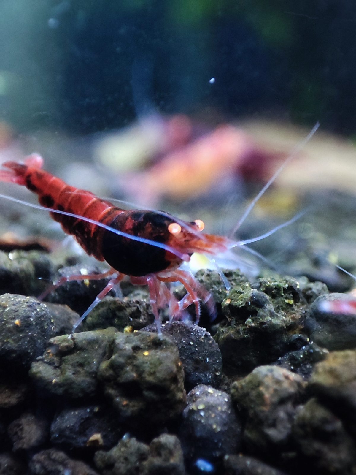 Red Devil