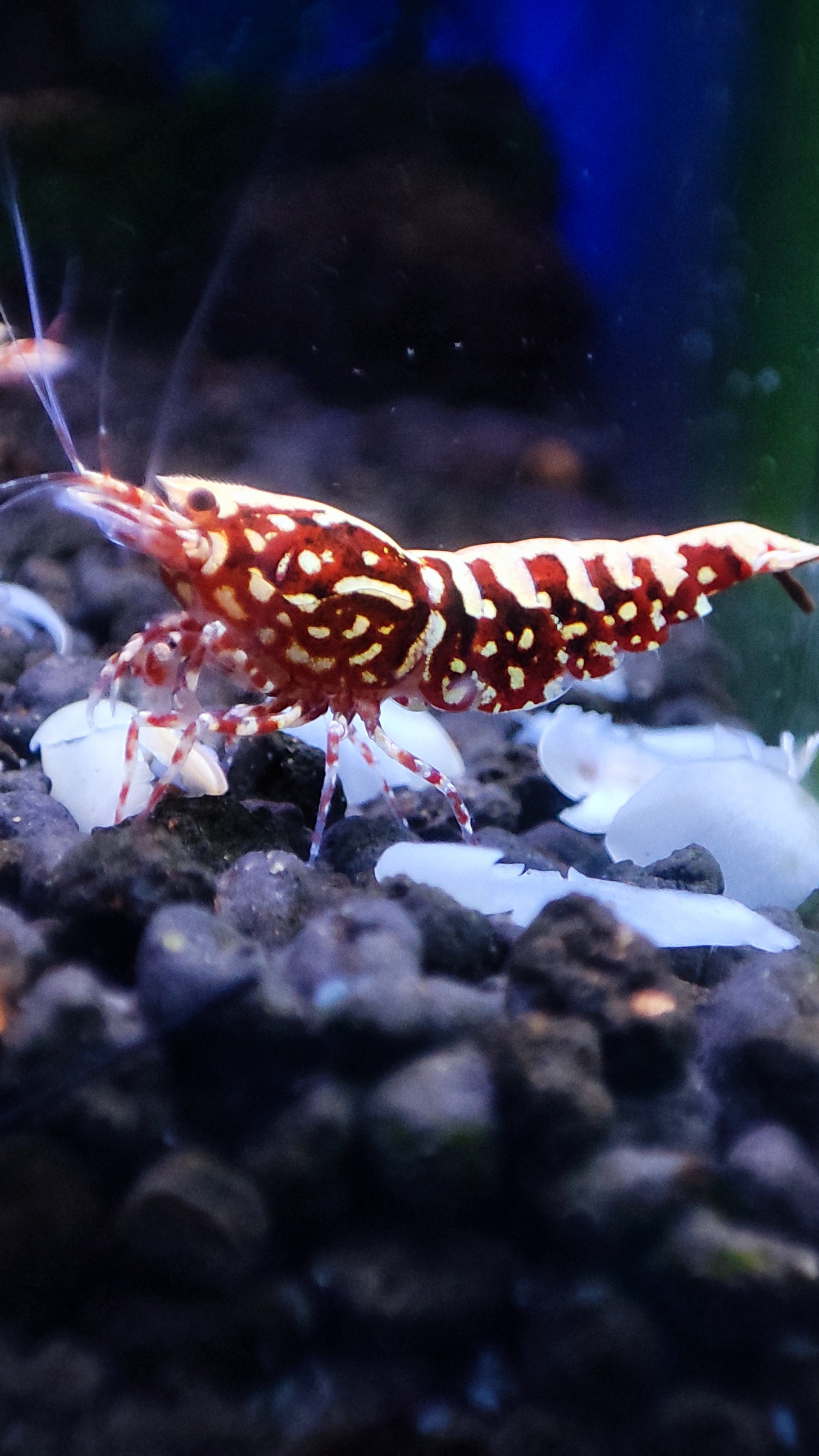 Red Stardust