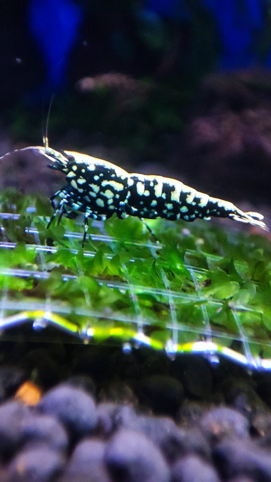 Black Stardust