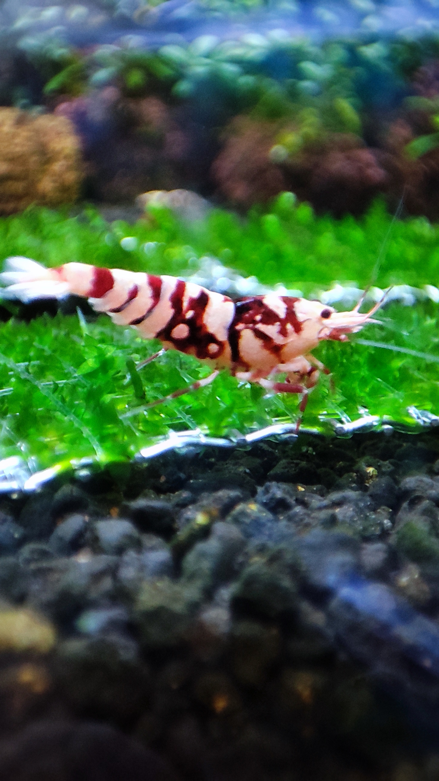 Red Fancy Tiger