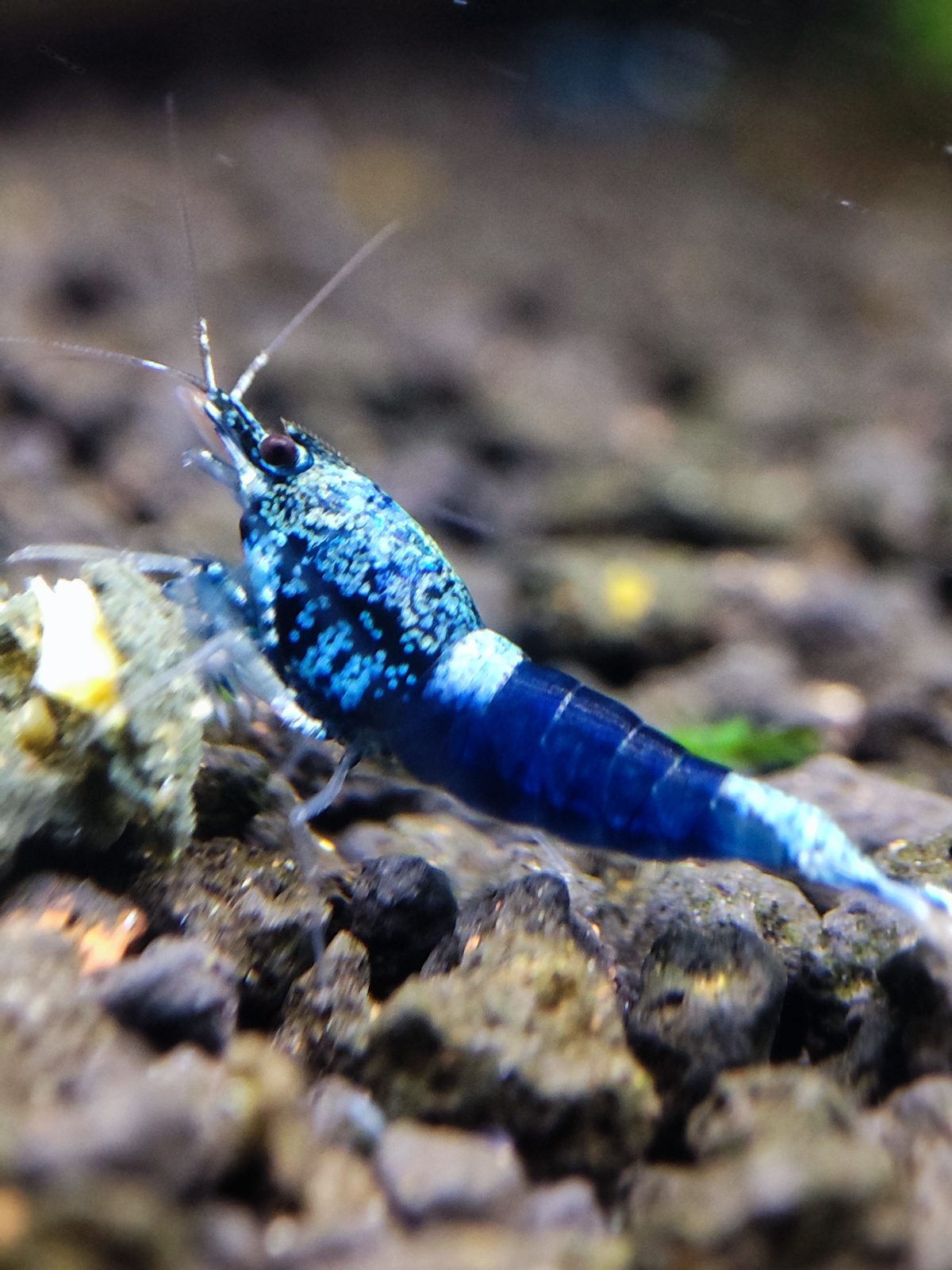 Oceanblue