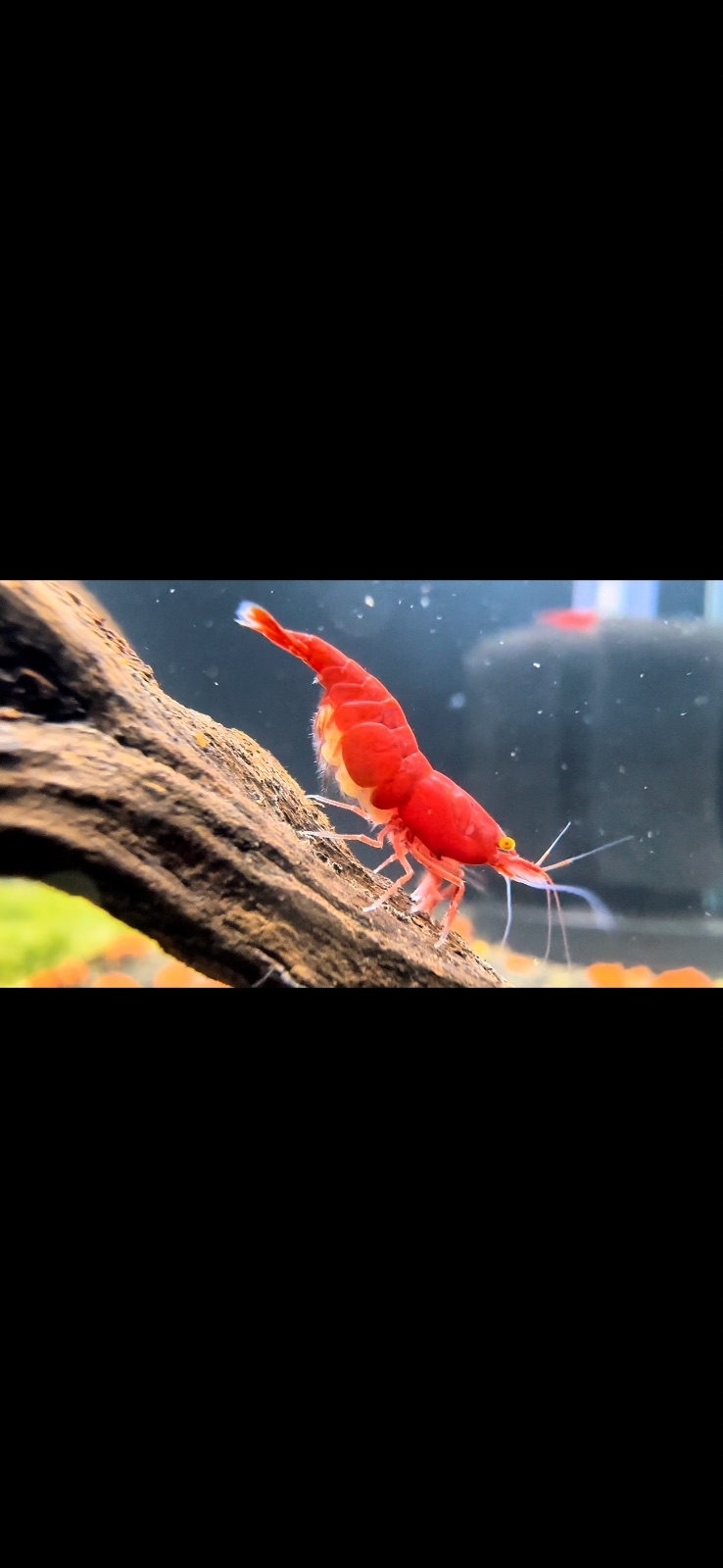 Orange Eyes Red Demon