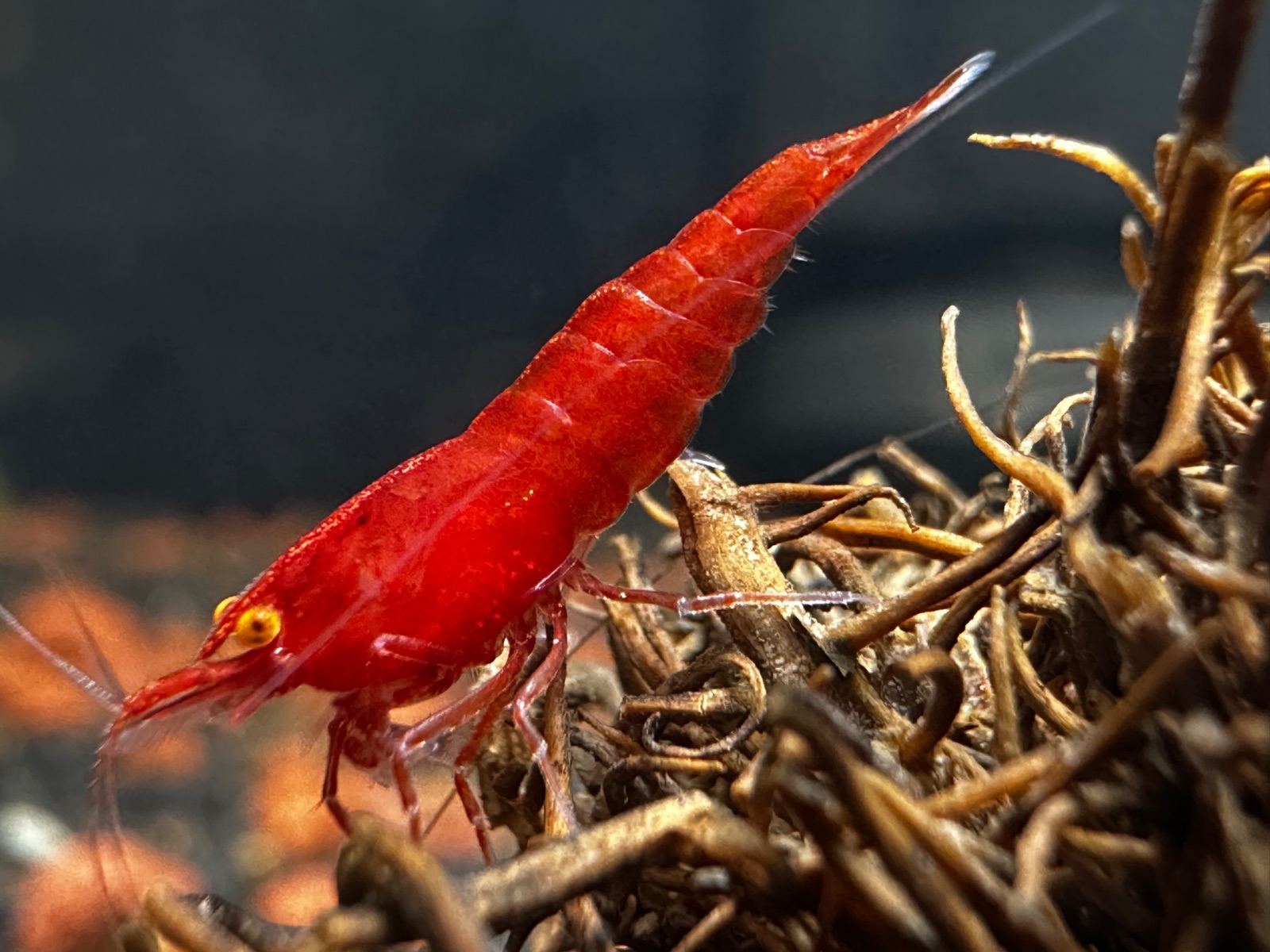 Orange Eyes Red Demon, Shrimpist paylaşımı (2)