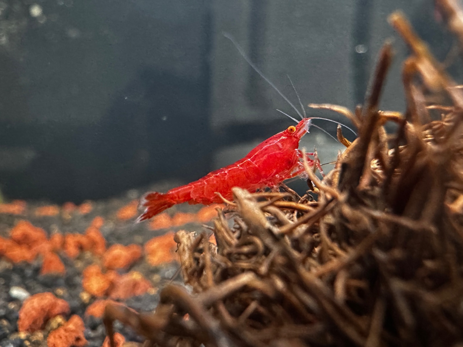 Orange Eyes Red Demon, Shrimpist paylaşımı (3)