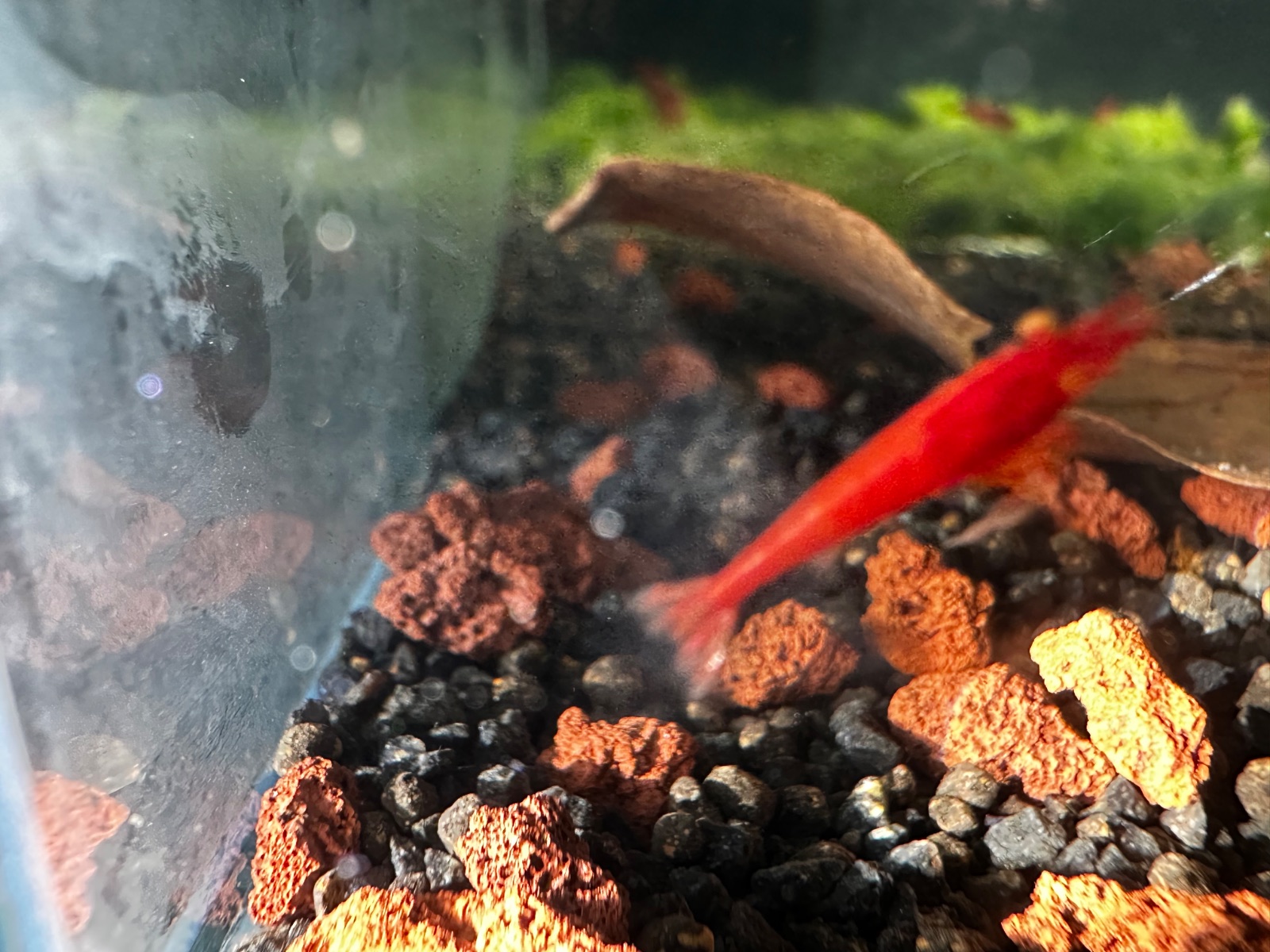Orange Eyes Red Demon, Shrimpist paylaşımı (4)