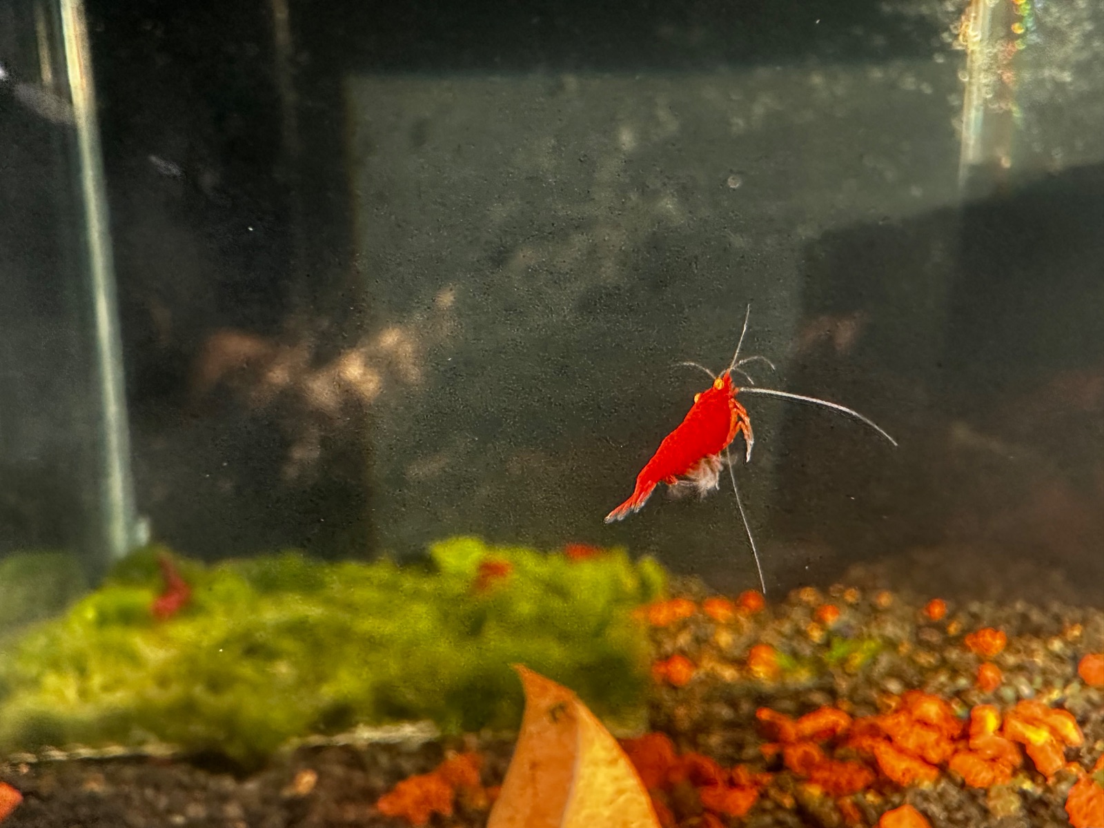 Orange Eyes Red Demon, Shrimpist paylaşımı (5)