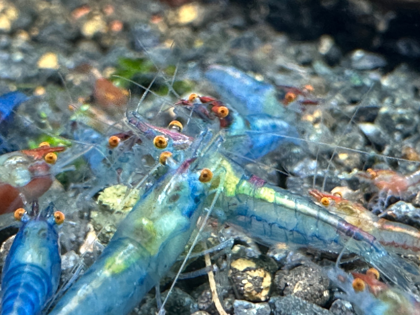Orange Eyes Blue Jelly