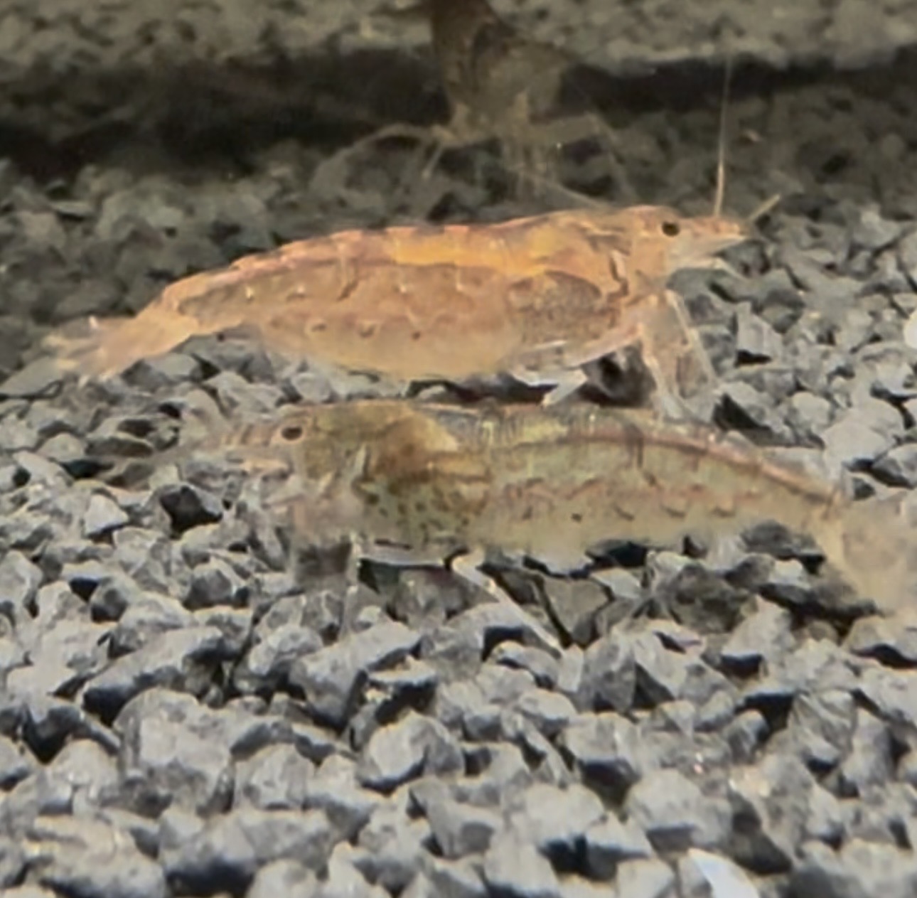 Amano Karides