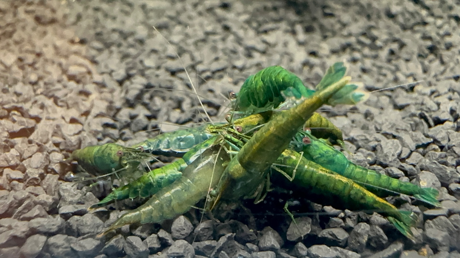 Neocaridina Dark Green Jade