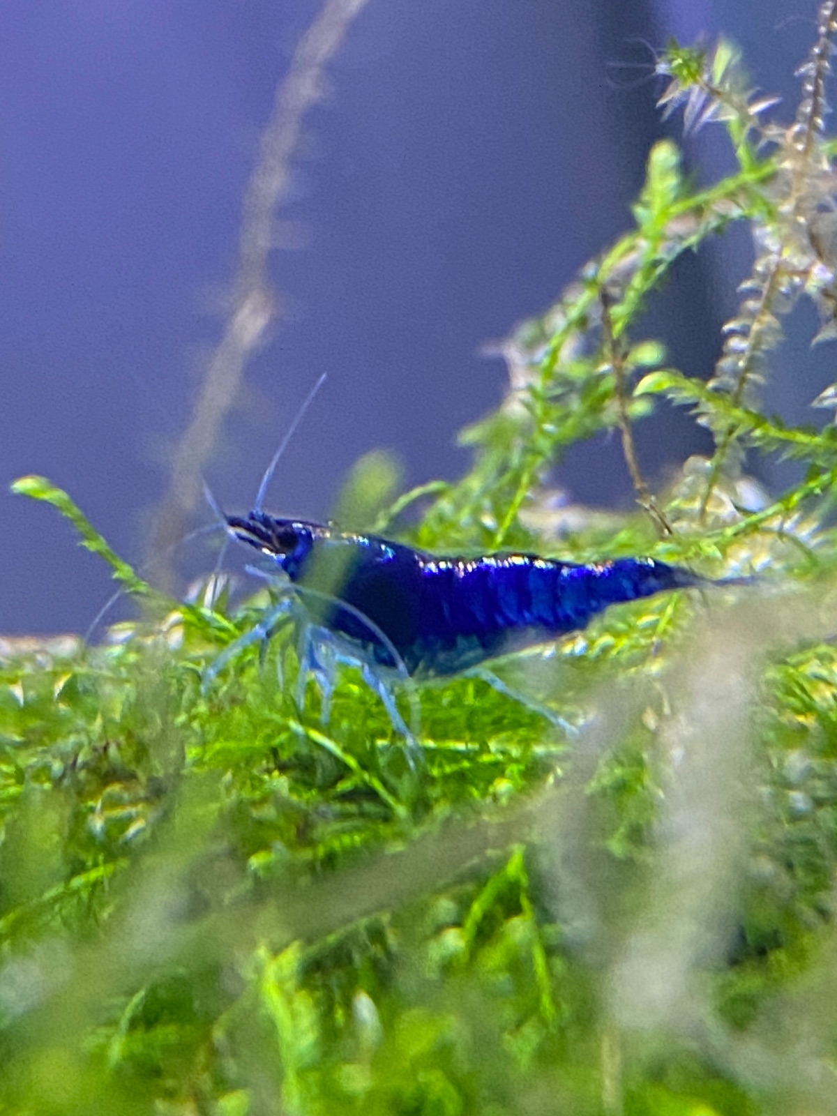 Blue dream