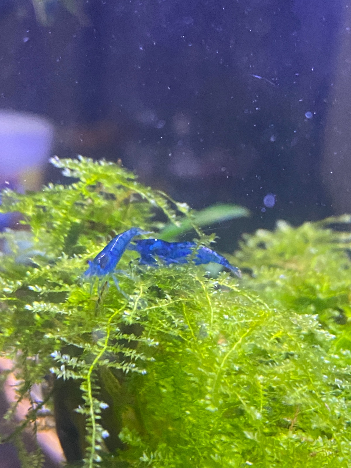 Blue dream