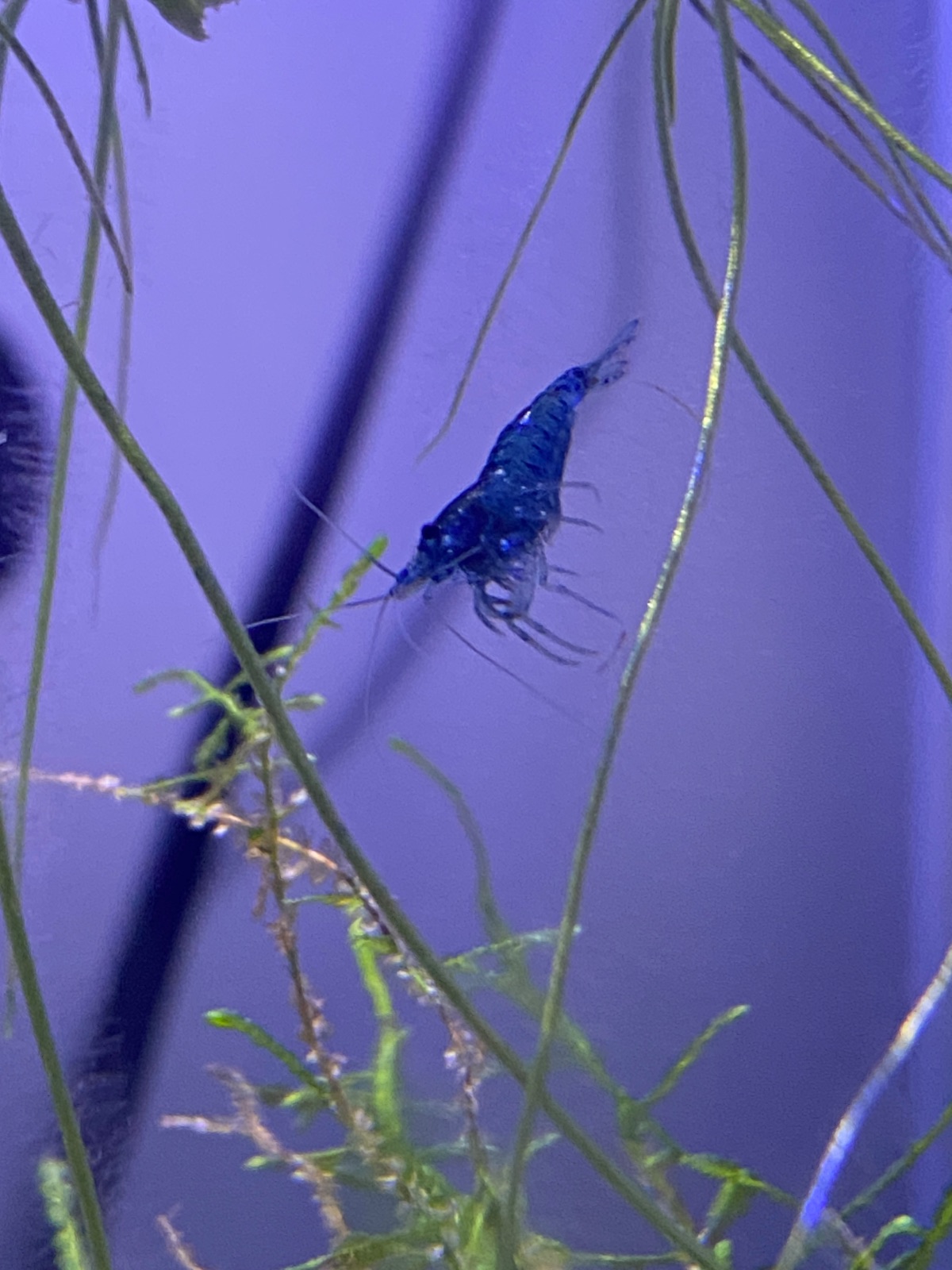 Blue dream