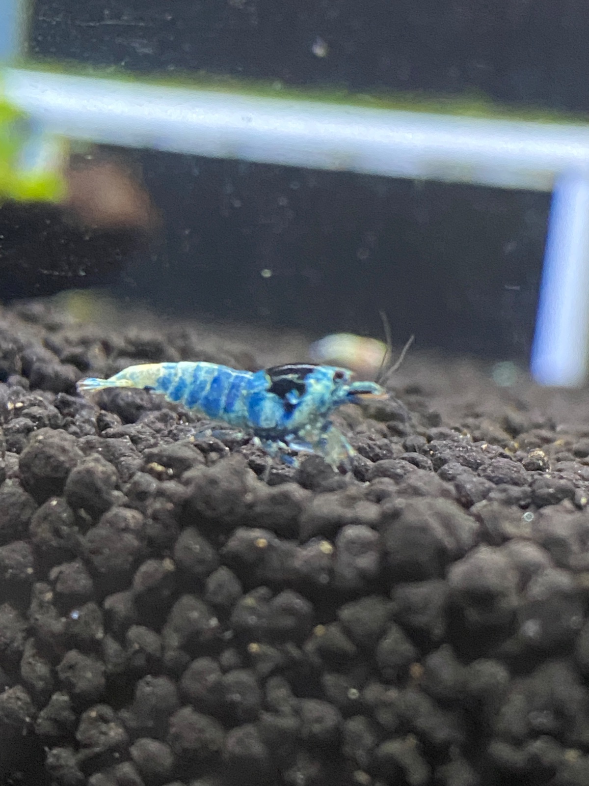 Blue bolt