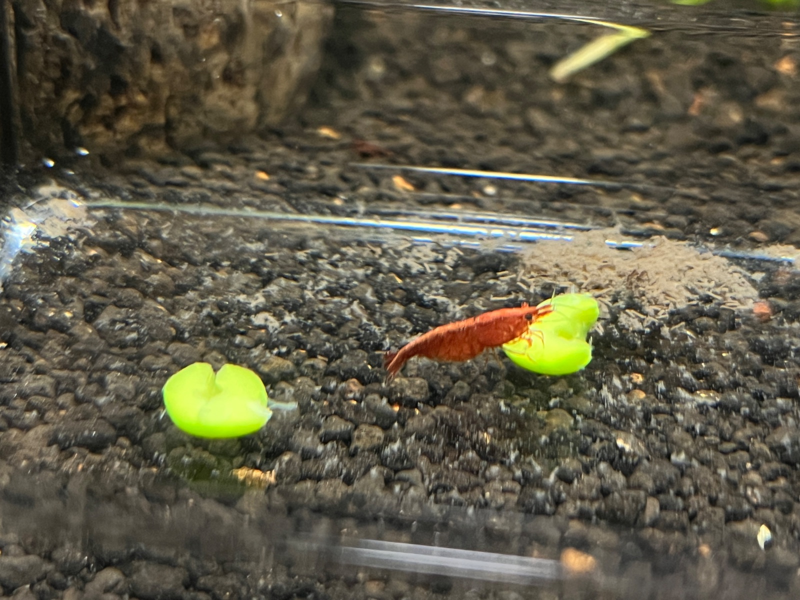 red sakuea, mert_2 paylaşımı (2)