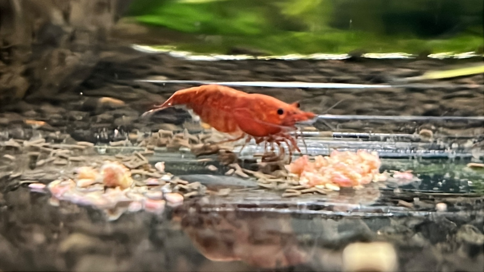 red sakuea, mert_2 paylaşımı (3)