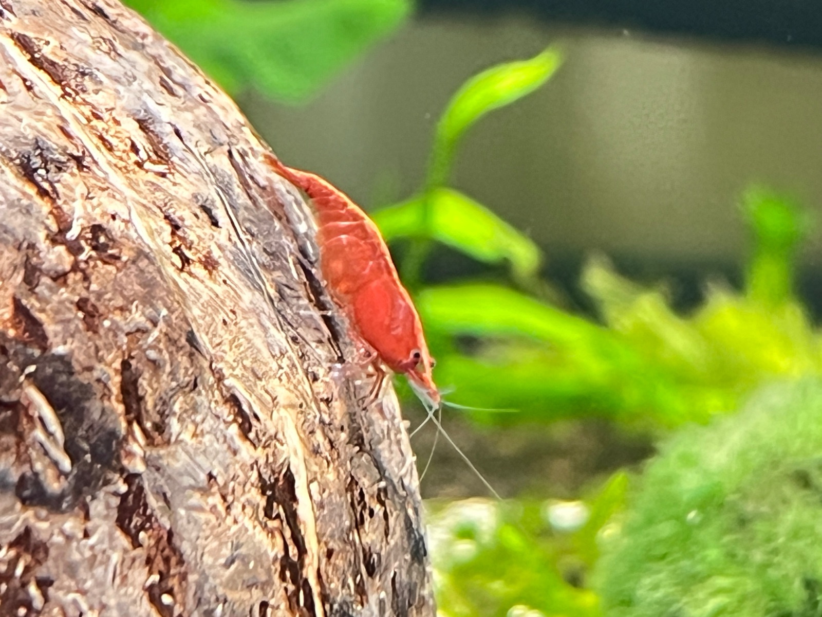 red sakura, mert_2 paylaşımı (6)