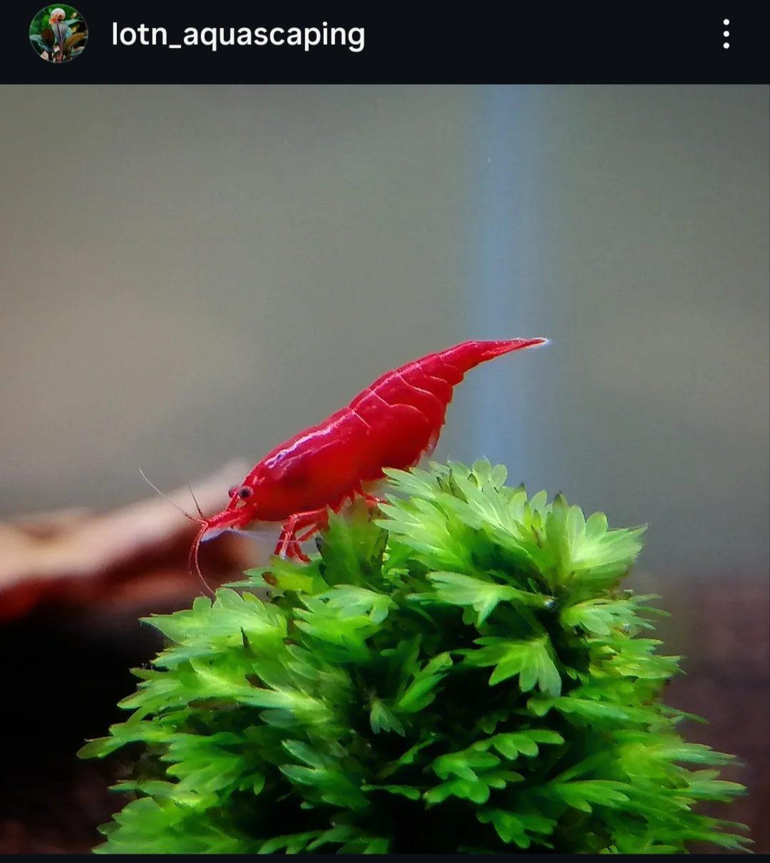 Bloody Mary, Lotn_aquascaping paylaşımı (1)