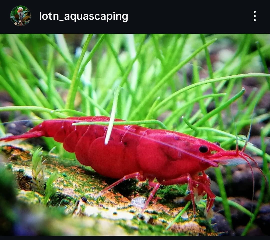 Bloody Mary, Lotn_aquascaping paylaşımı (2)