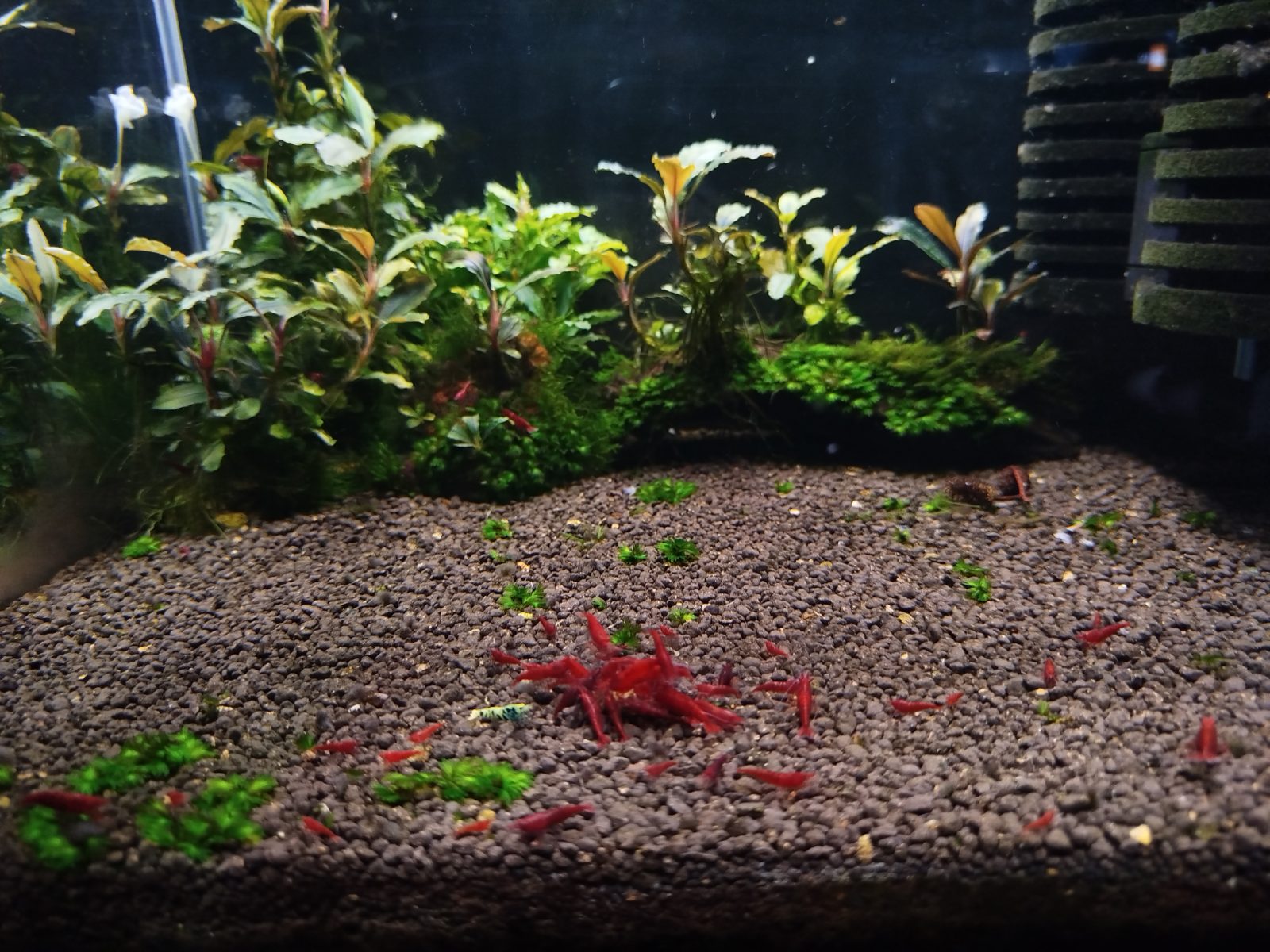 Bloody Mary, Lotn_aquascaping paylaşımı (3)