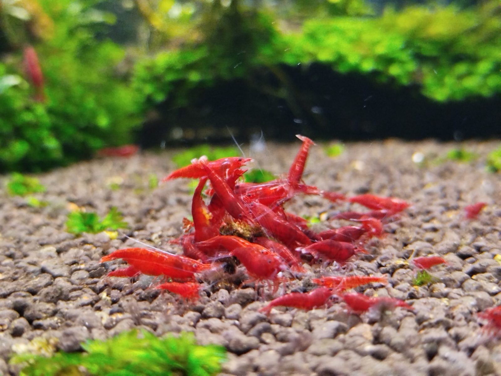 Bloody Mary, Lotn_aquascaping paylaşımı (4)