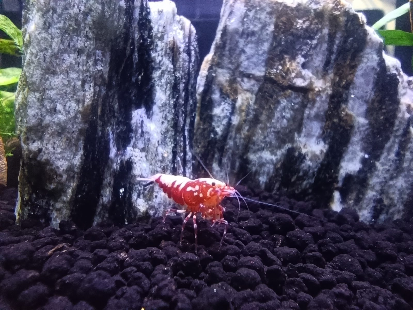 Red Galaksi fishbone