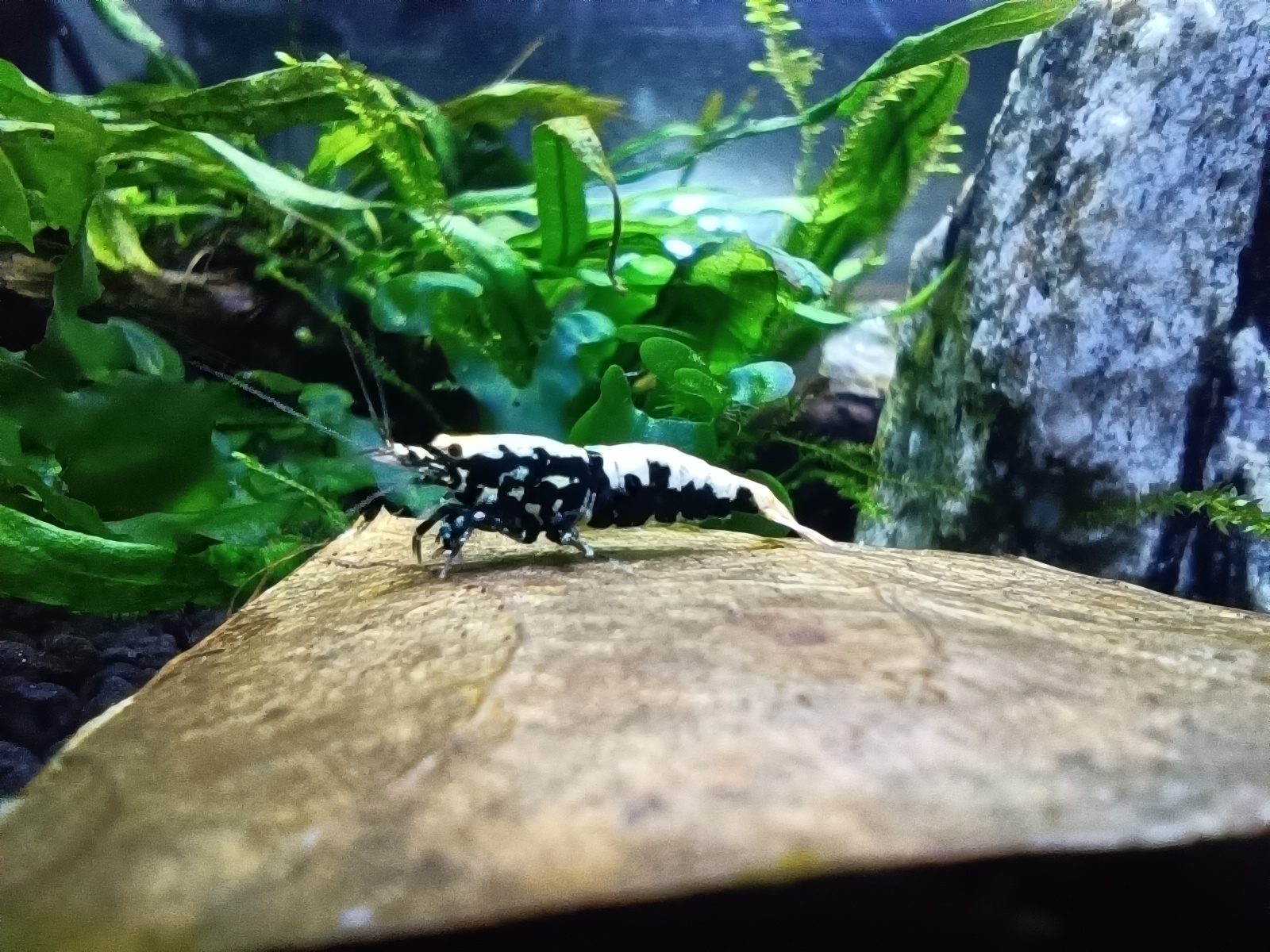 Black Galaksi fishbone