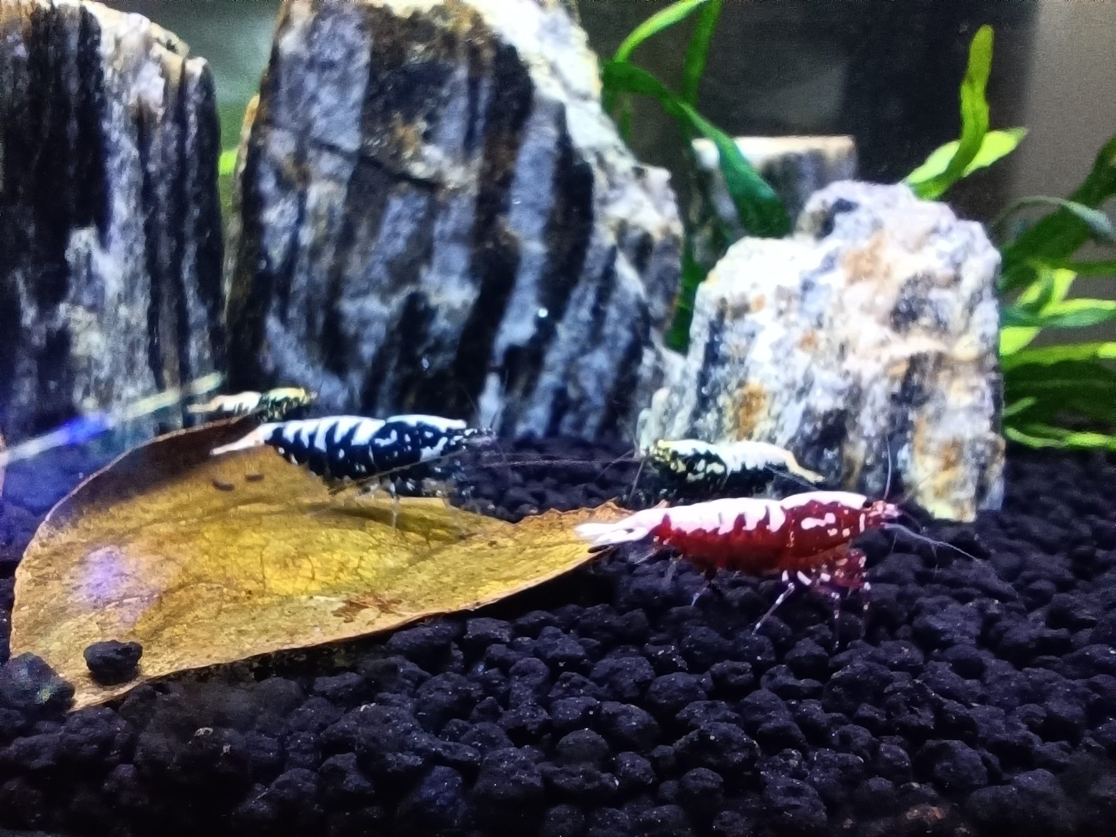 Galaksi fishbone