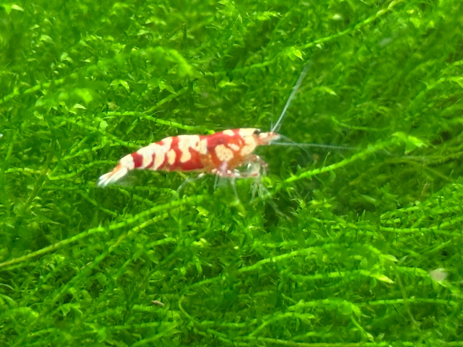 Red Fancy Tiger / Oquanus Line