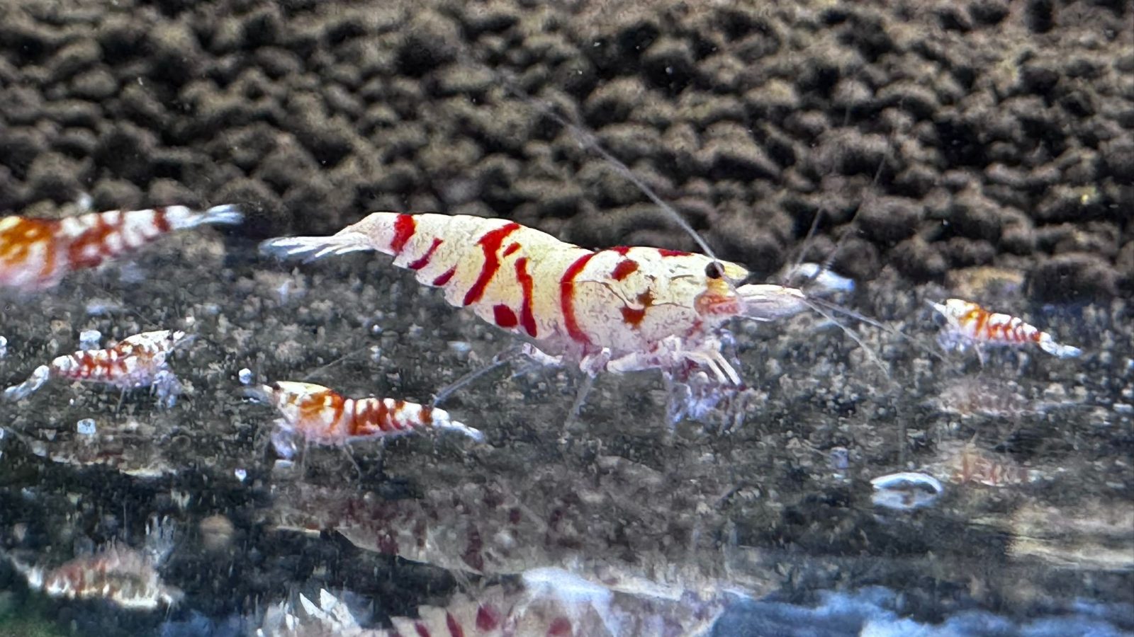 Red Fancy Tiger, Oquanus paylaşımı (2)