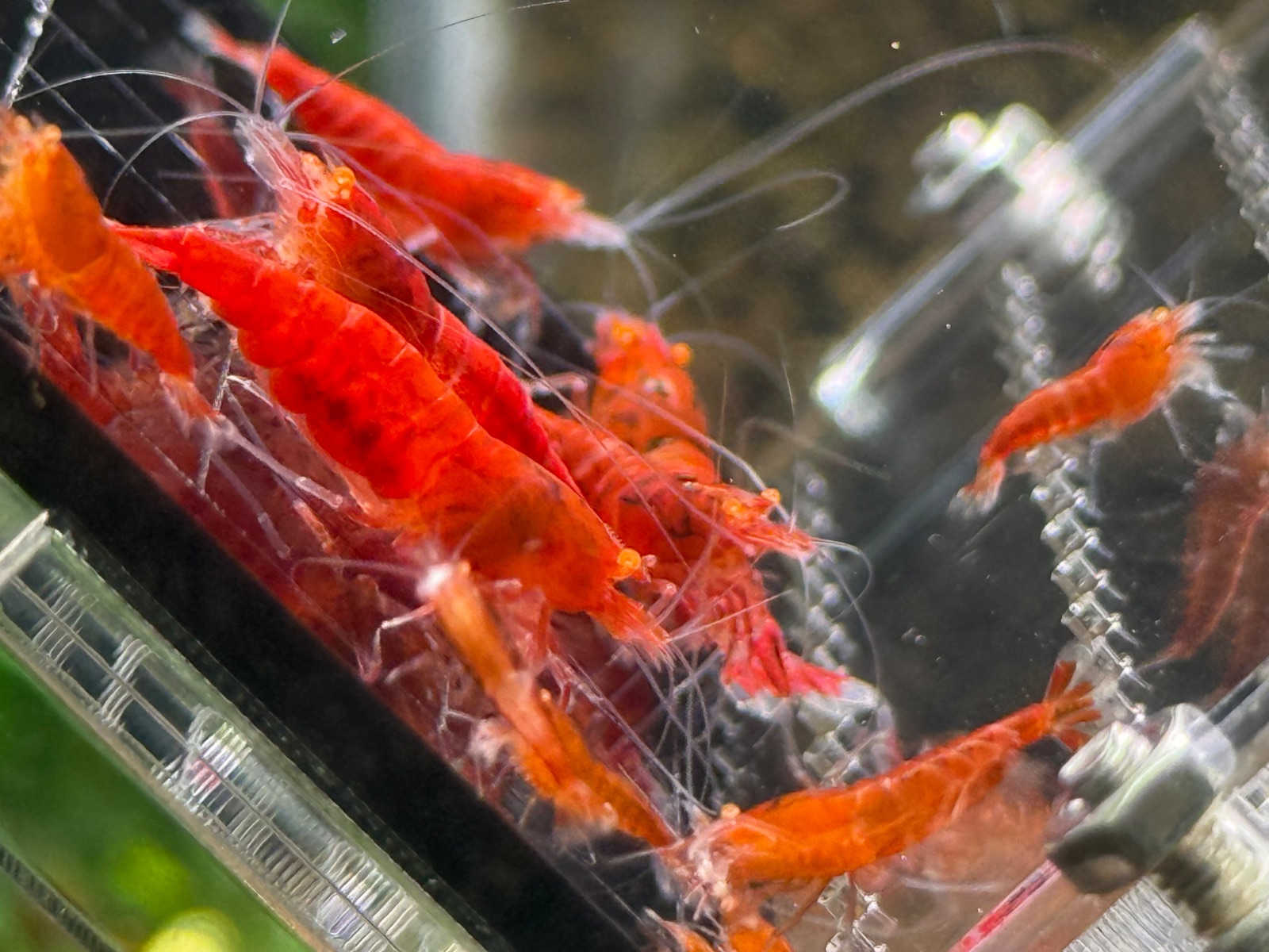 Red Devil Oe
