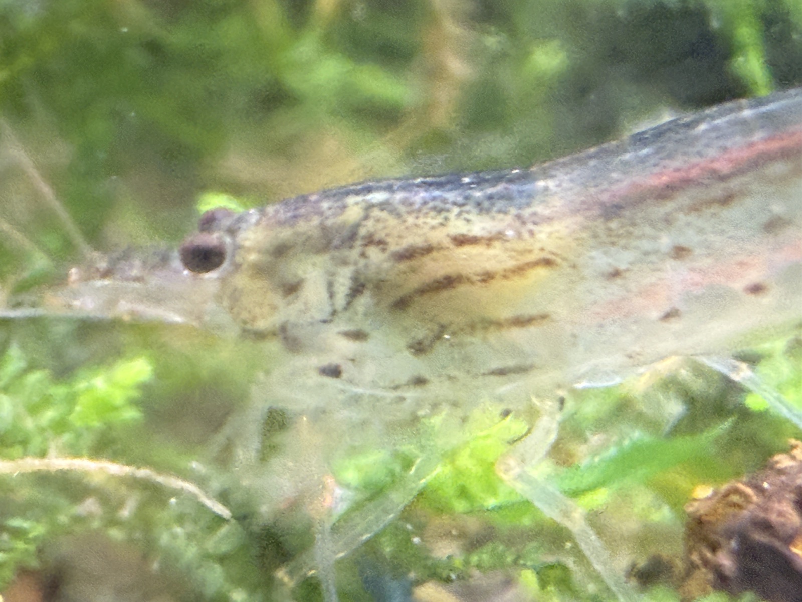Amano