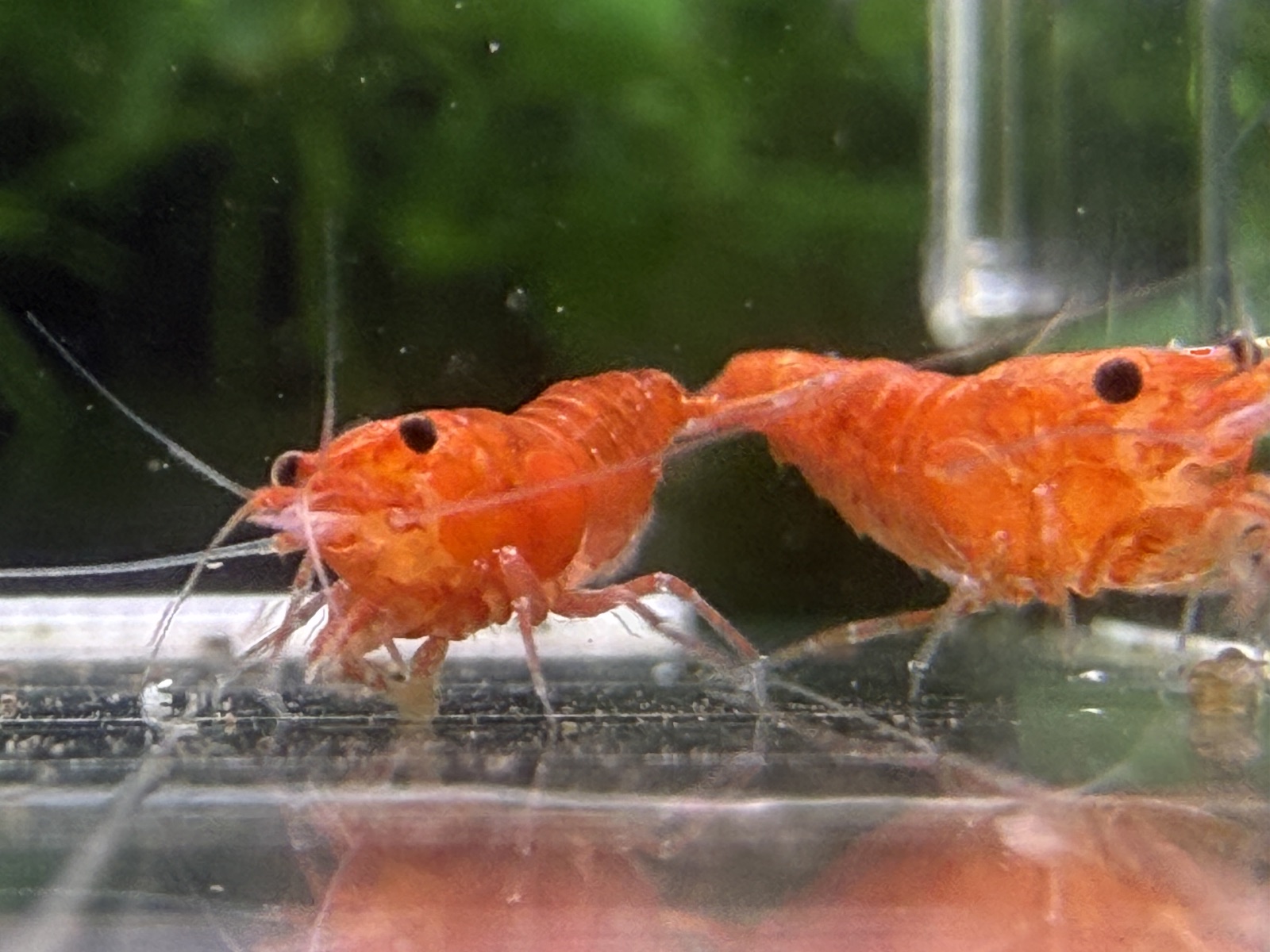 Orange Sakura