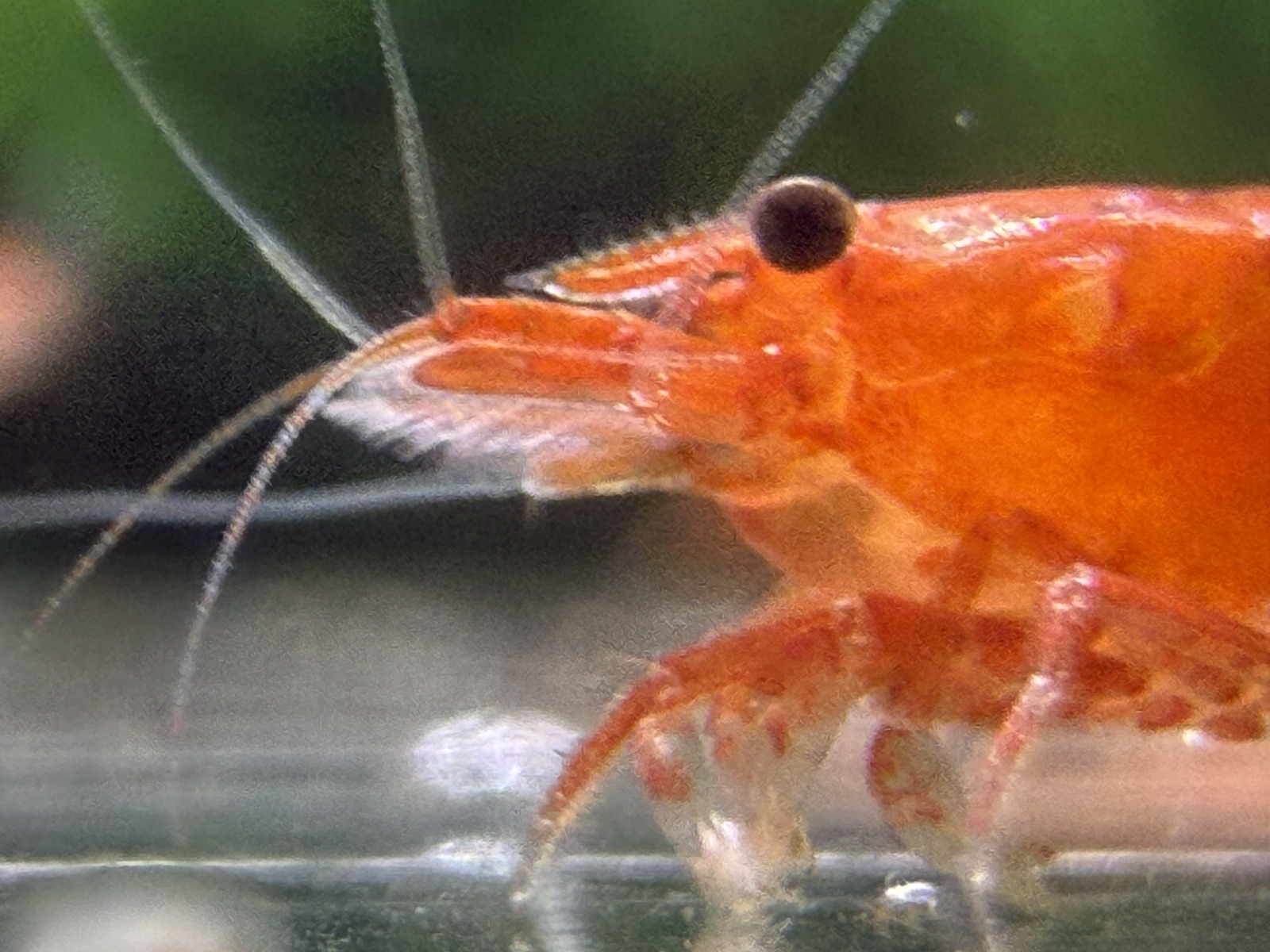 Orange Sakura, Oquanus paylaşımı (2)