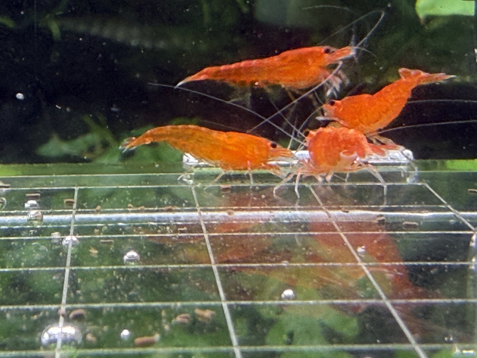 Orange Sakura, Oquanus paylaşımı (3)
