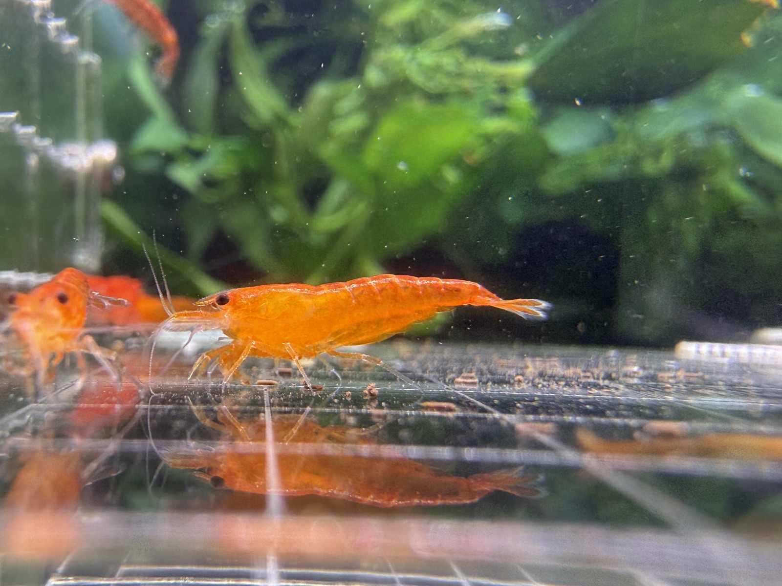 Orange Sakura, Oquanus paylaşımı (4)