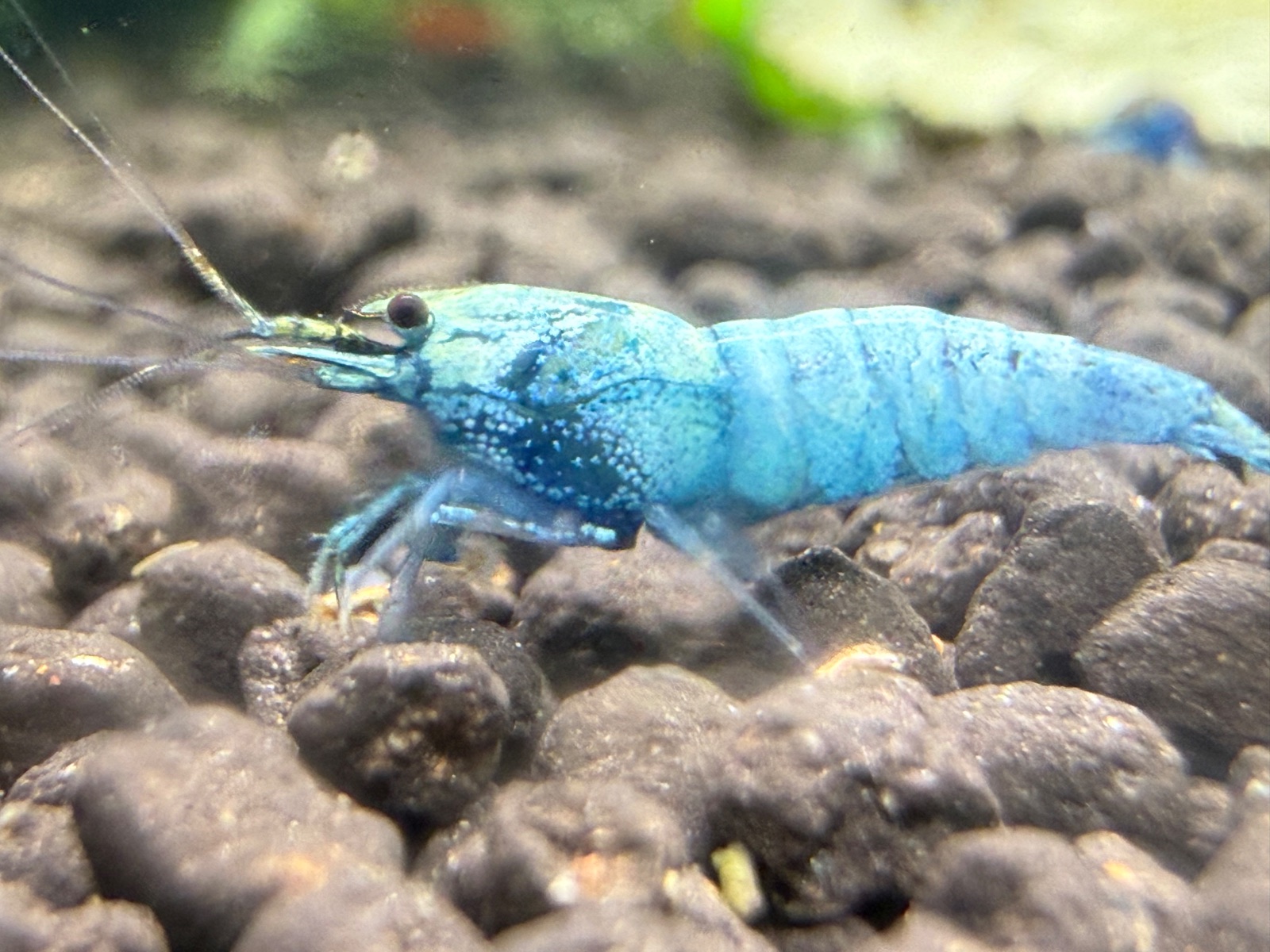 Blue bolt