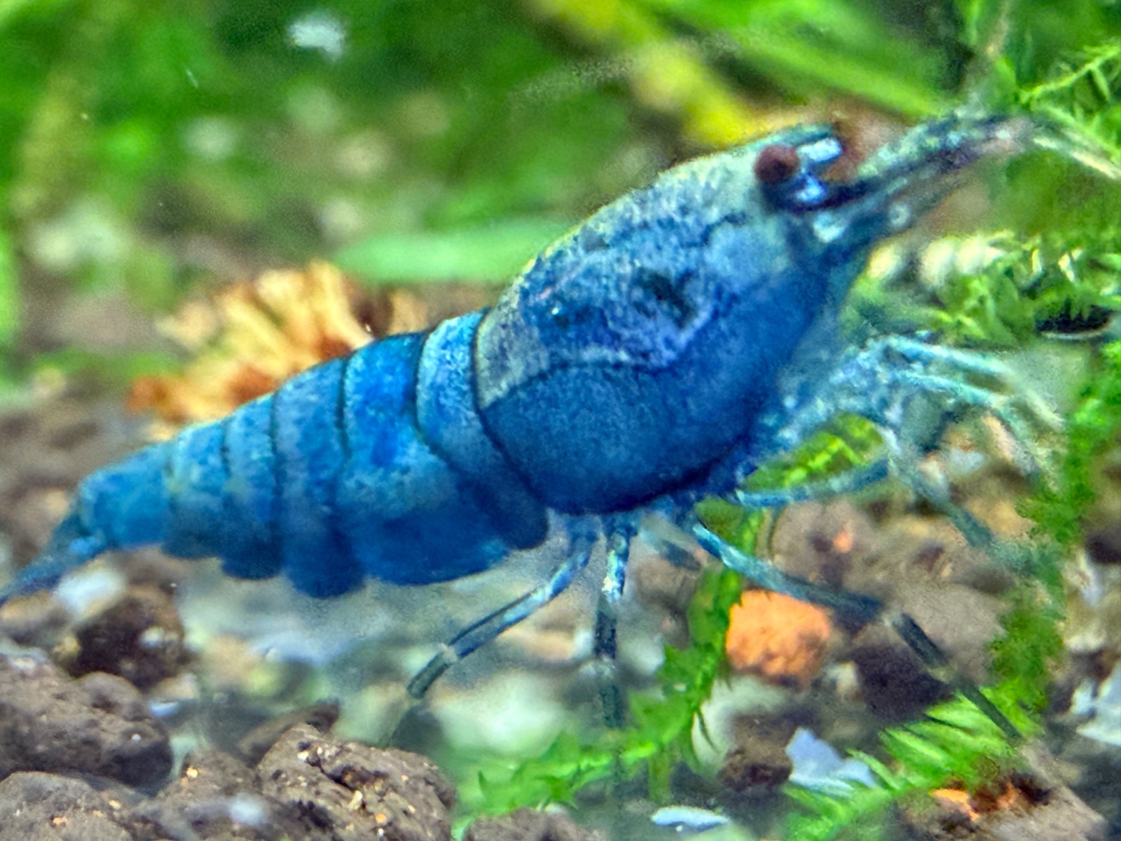 Blue Bolt