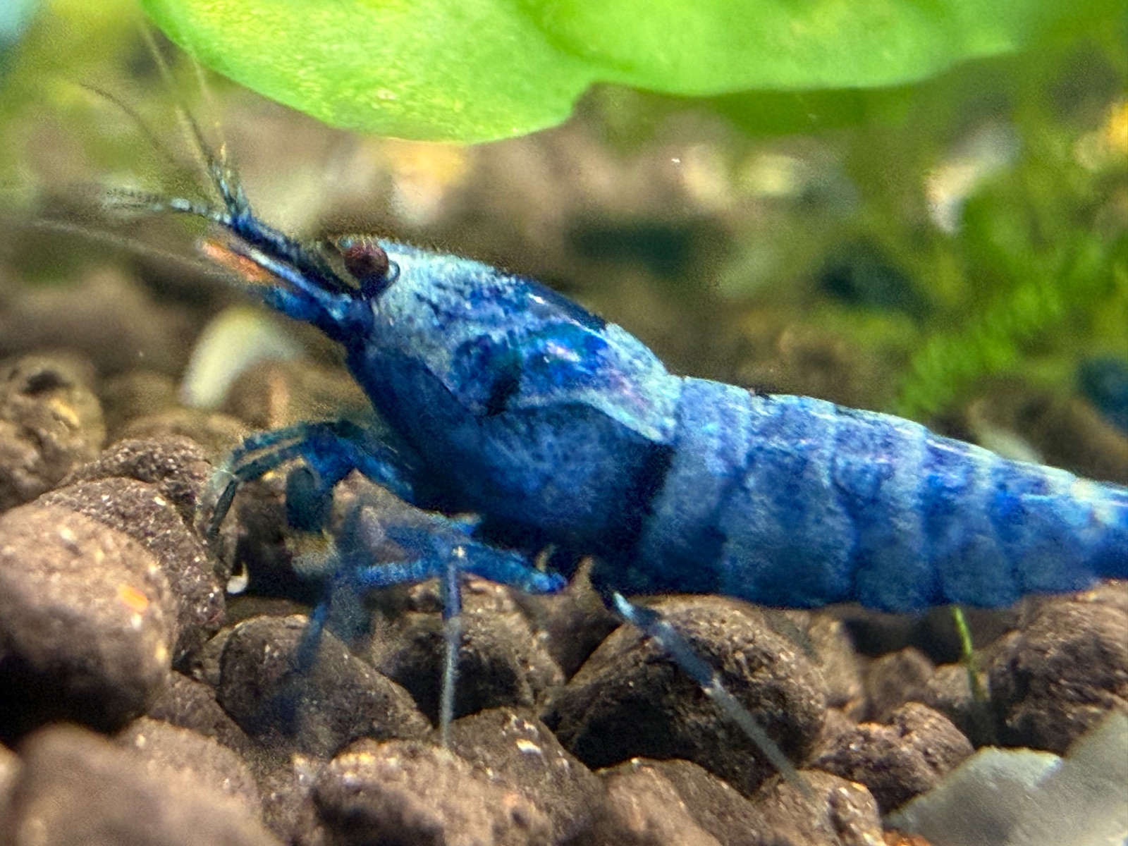 Blue Bolt