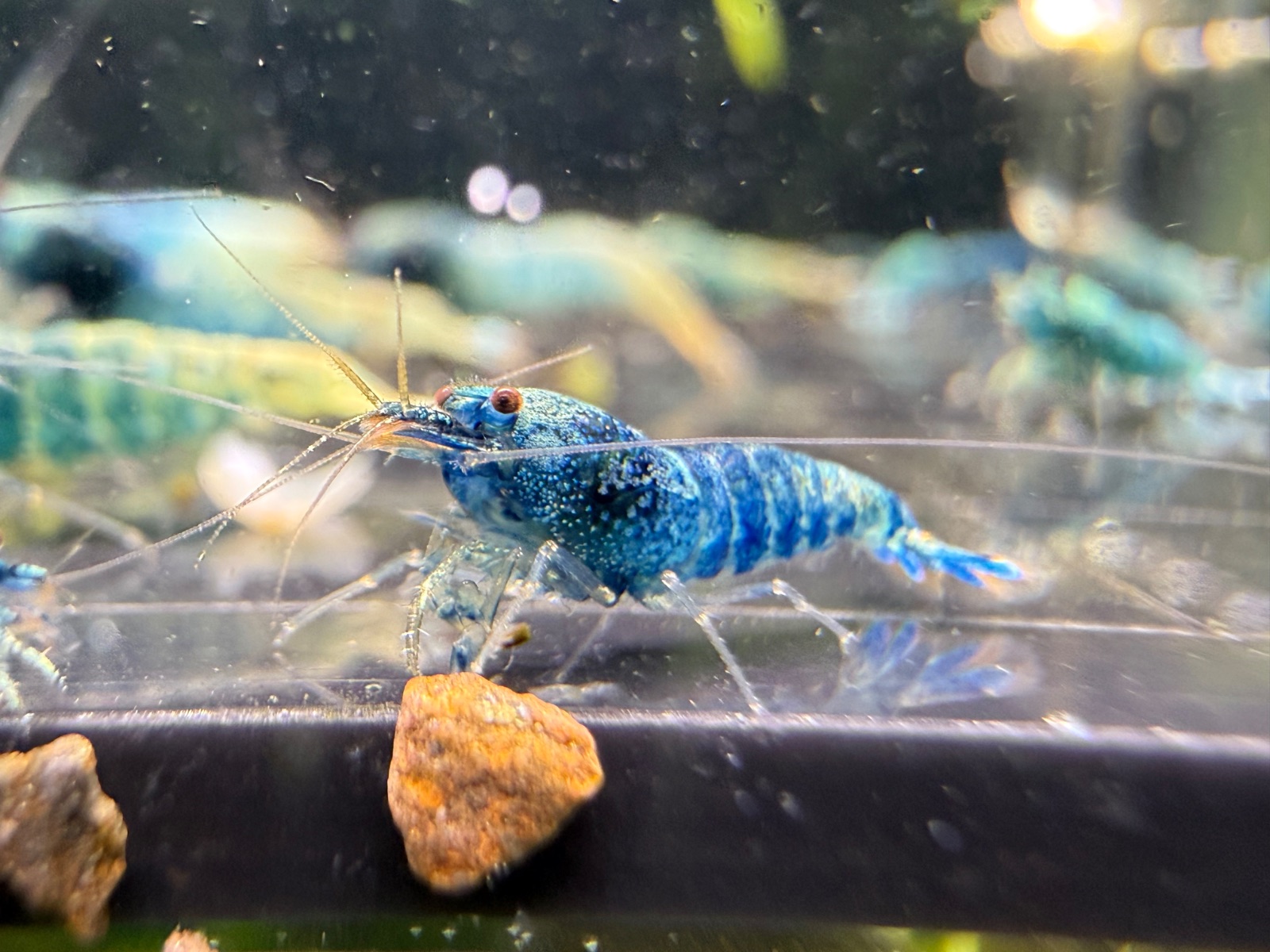 Blue bolt