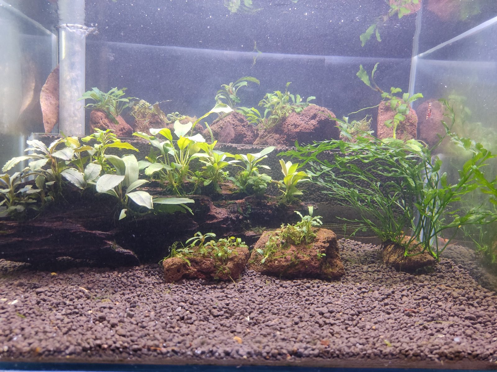 Red Fancy Tiger Tank
