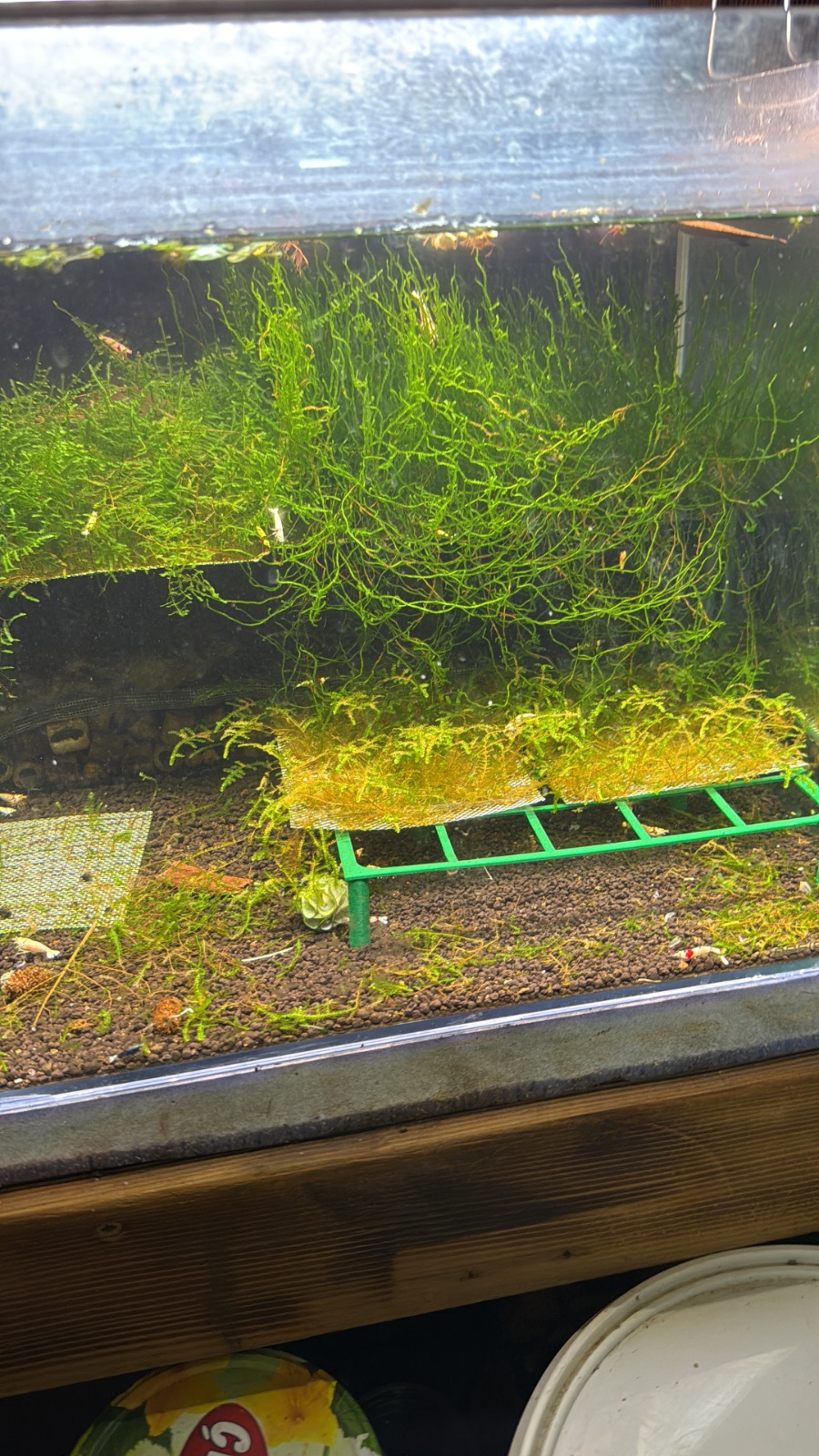 Pure red line tankı
