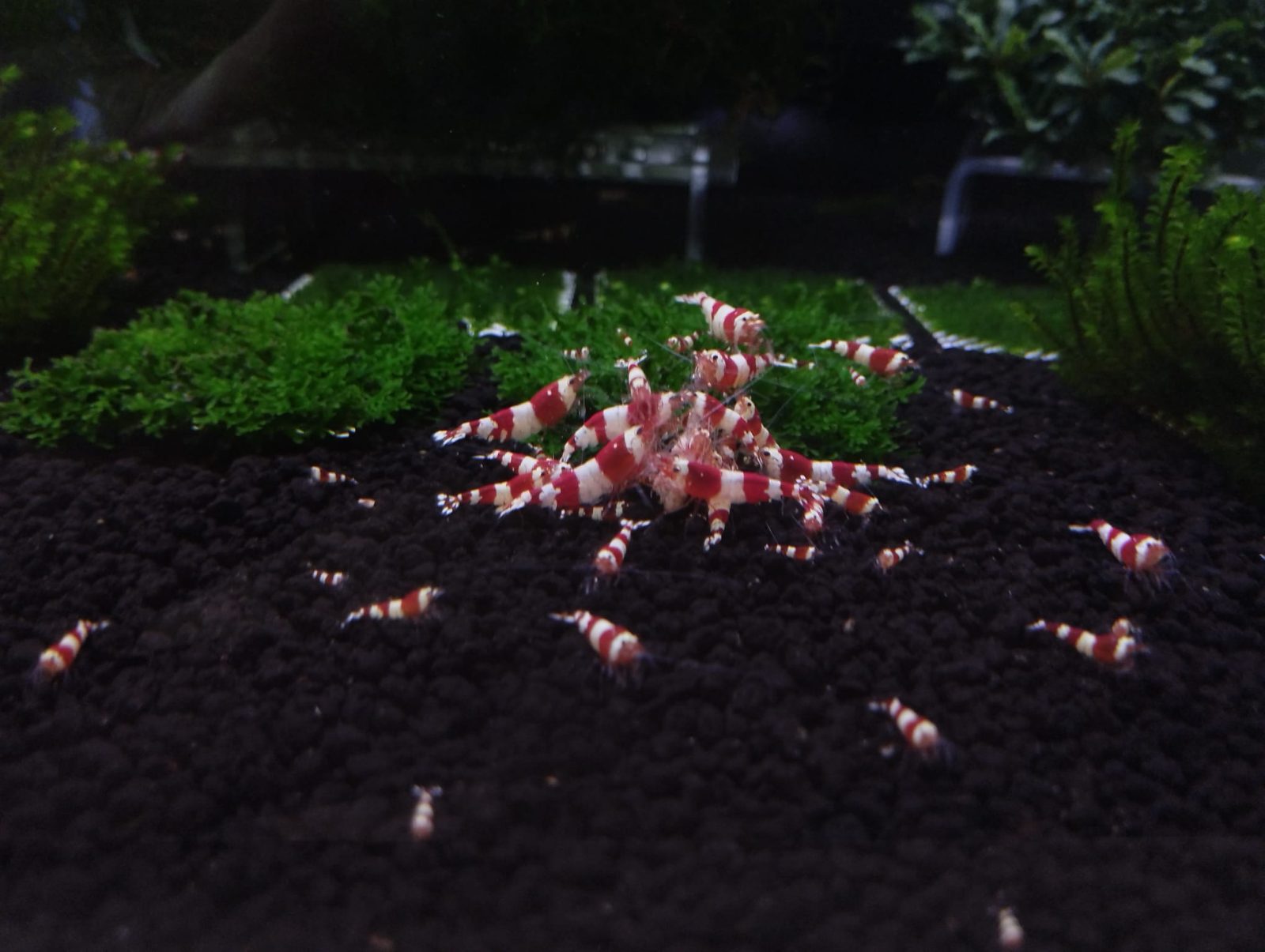 Red Crystal, SunkenShrimps paylaşımı