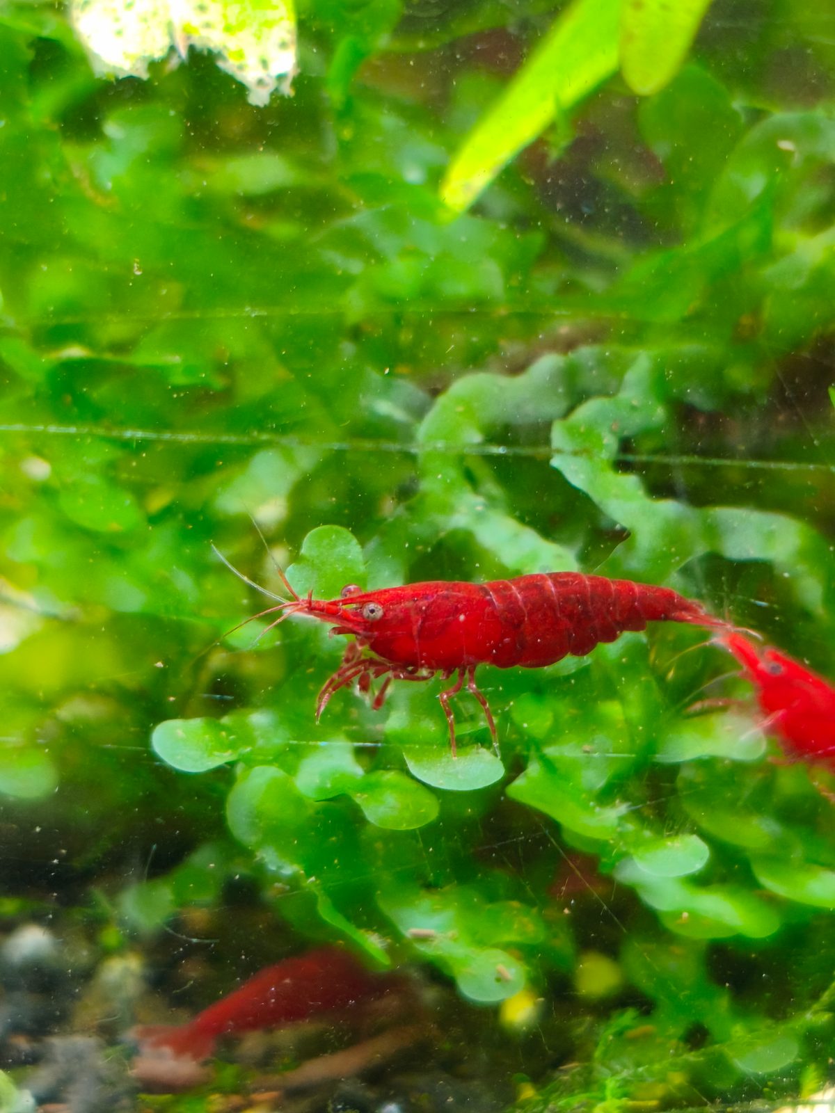 Beyaz Gözlü Red Fire