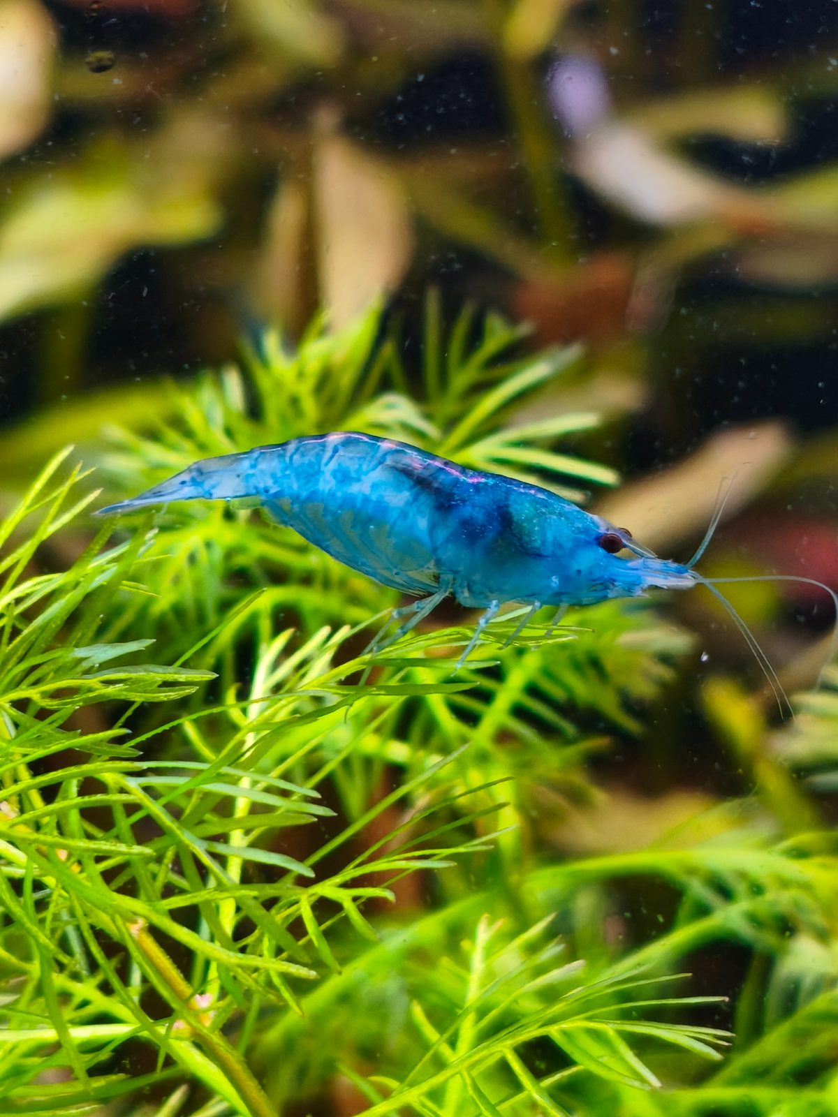 Blue  🤩