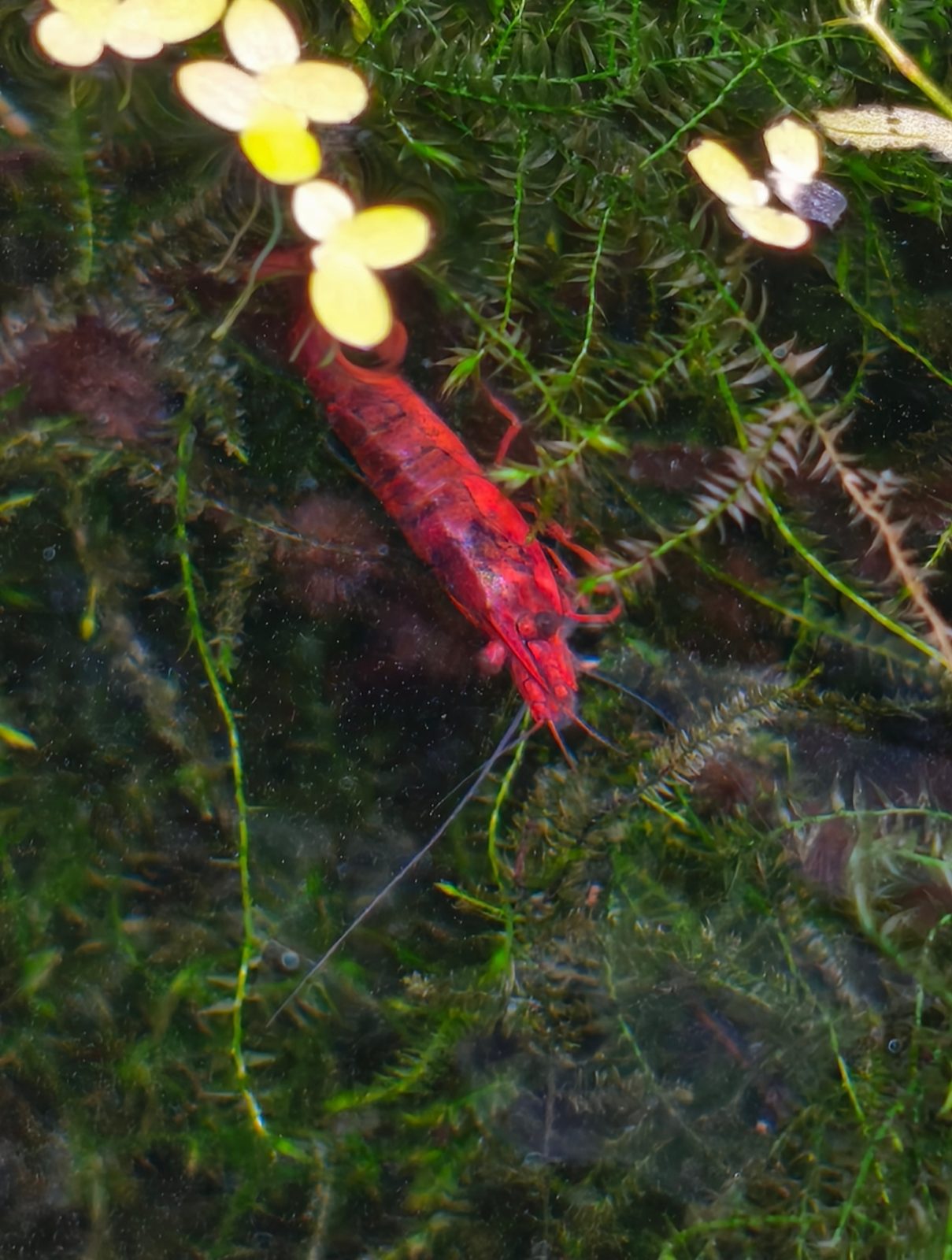 Fire Red