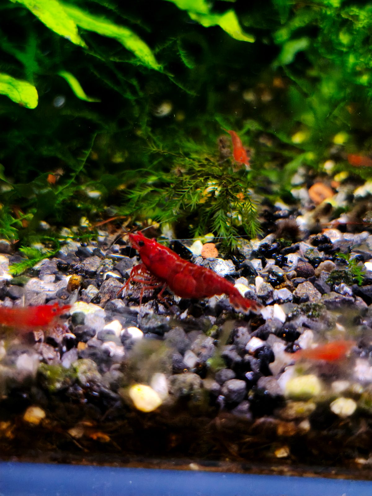 Fire red