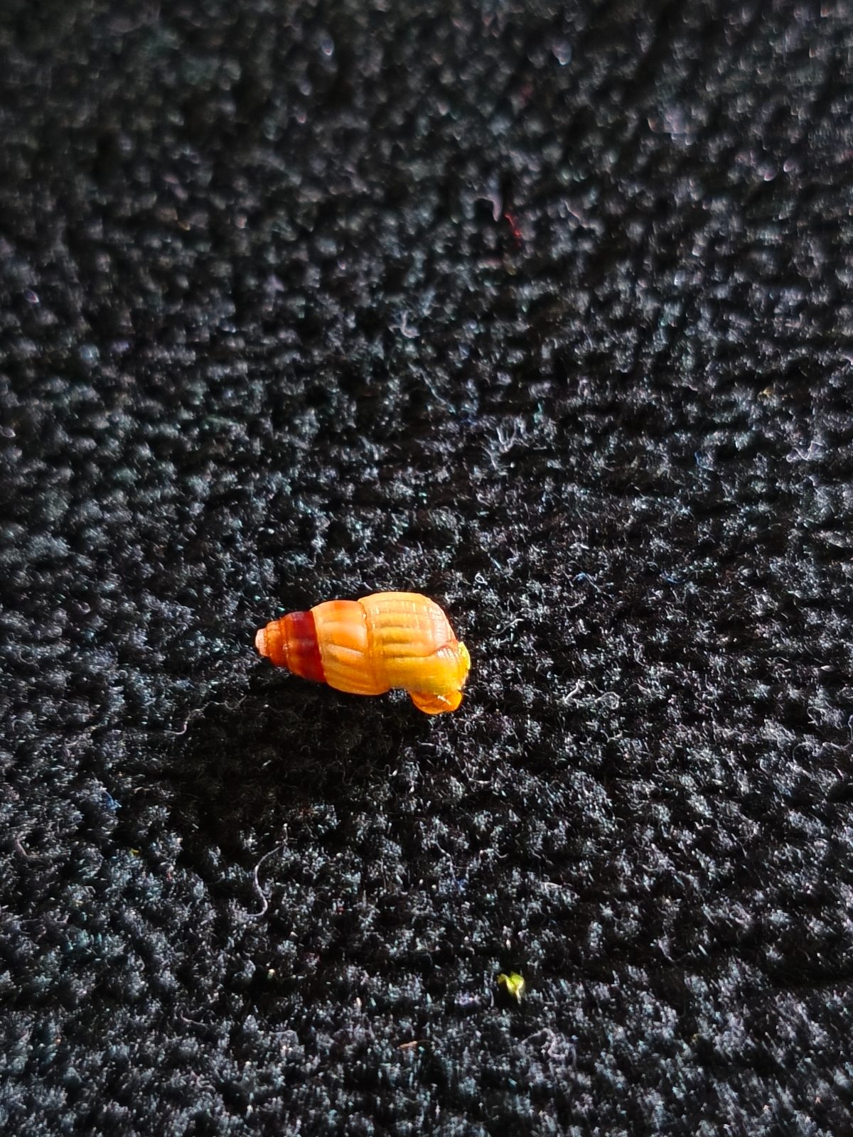 Poso Rabbit Snail