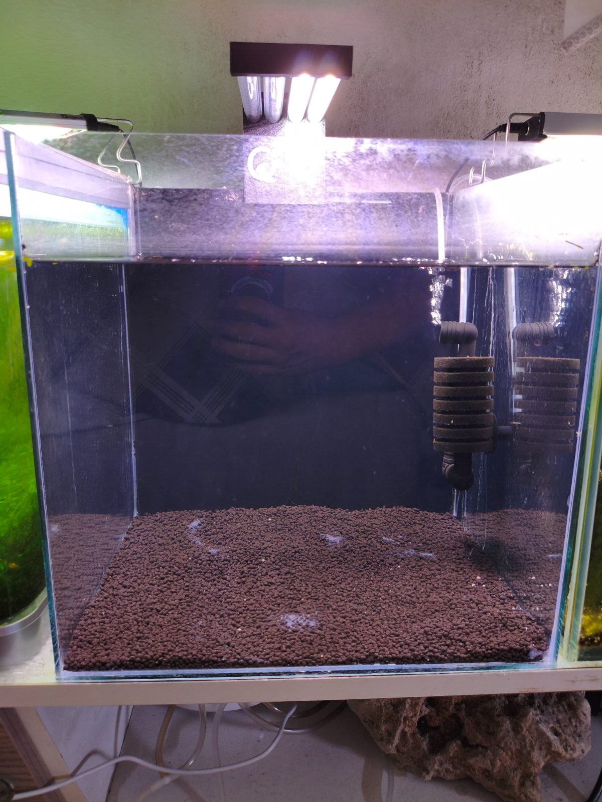 İlk Caridina Tankım 🥹