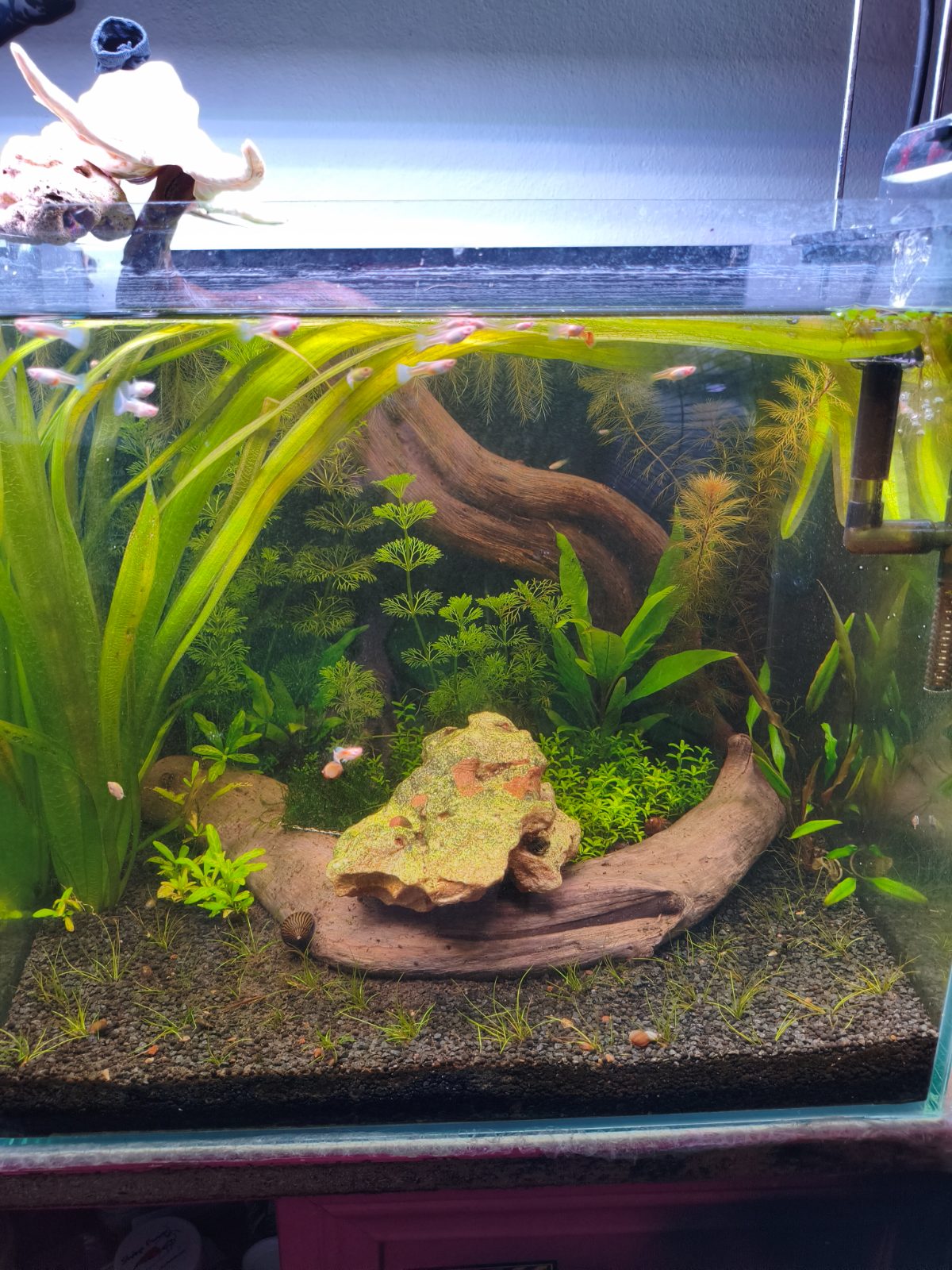 LowTech